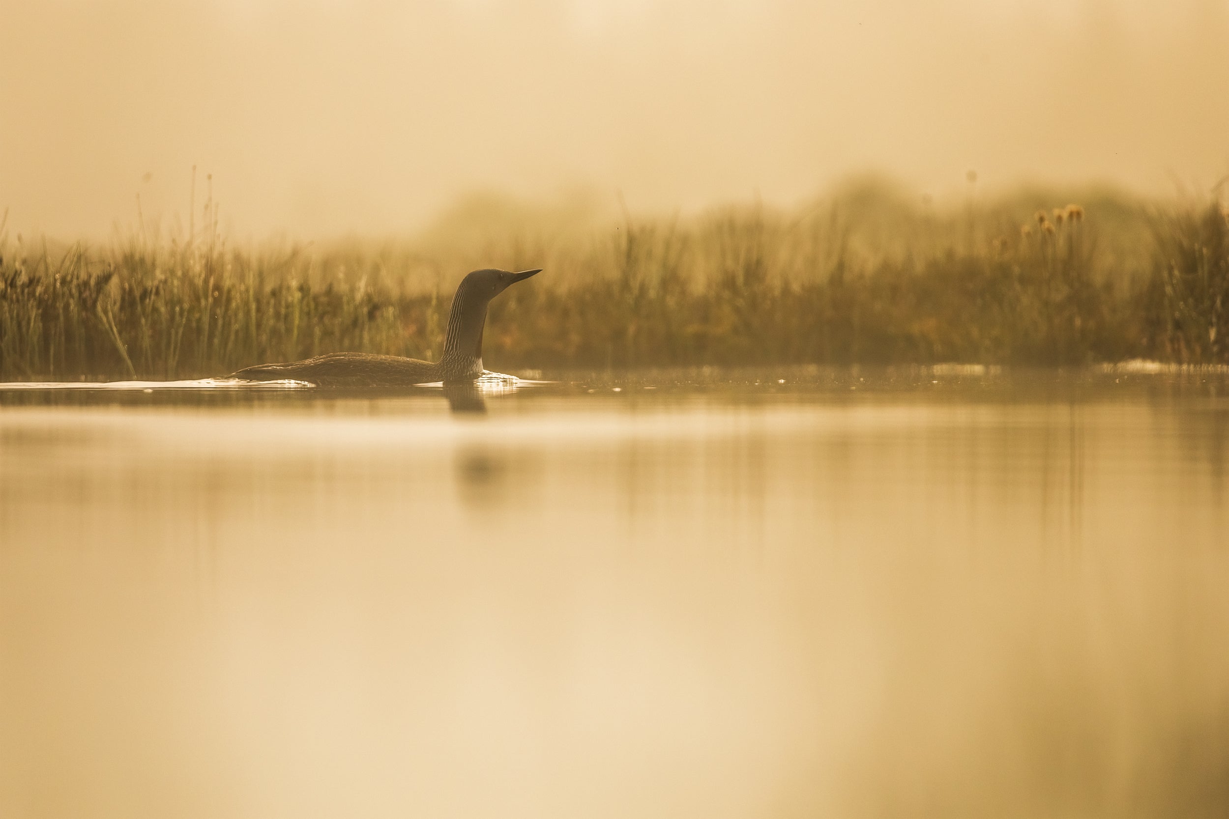 Red-throated diver 015