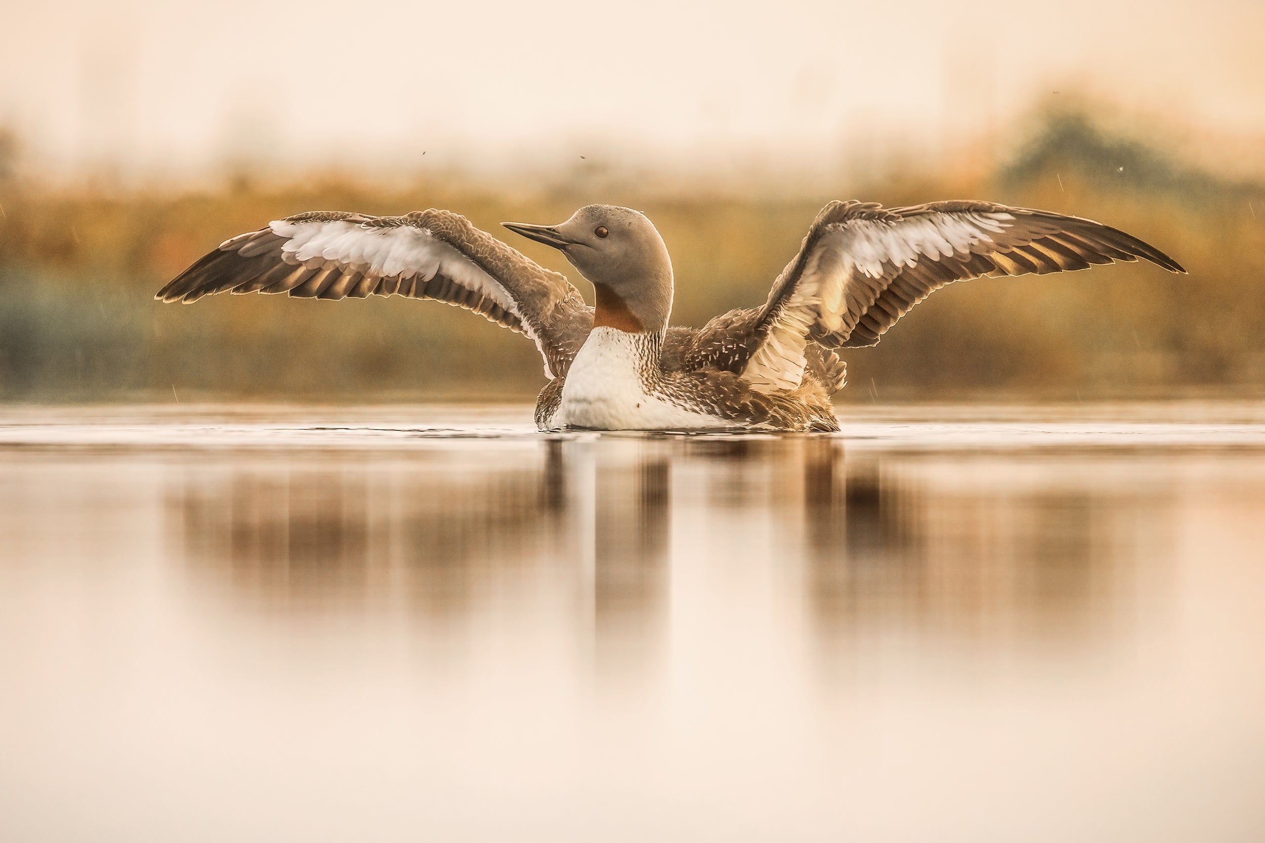 Red-throated diver 016