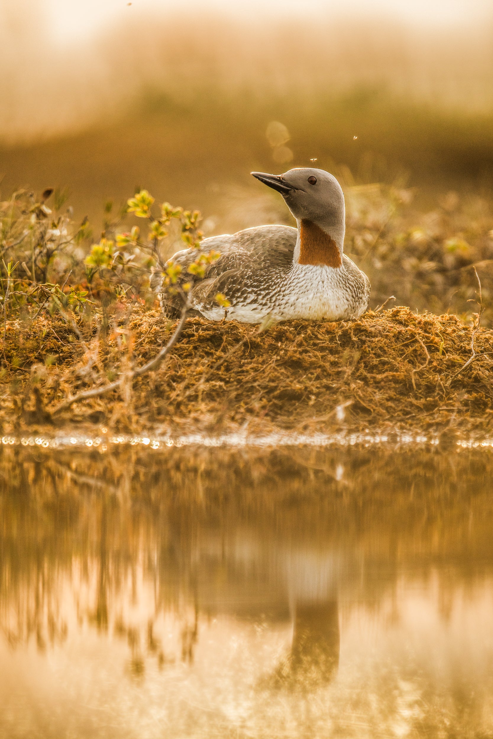 Red-throated diver 017