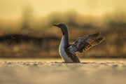 Red-throated diver 018