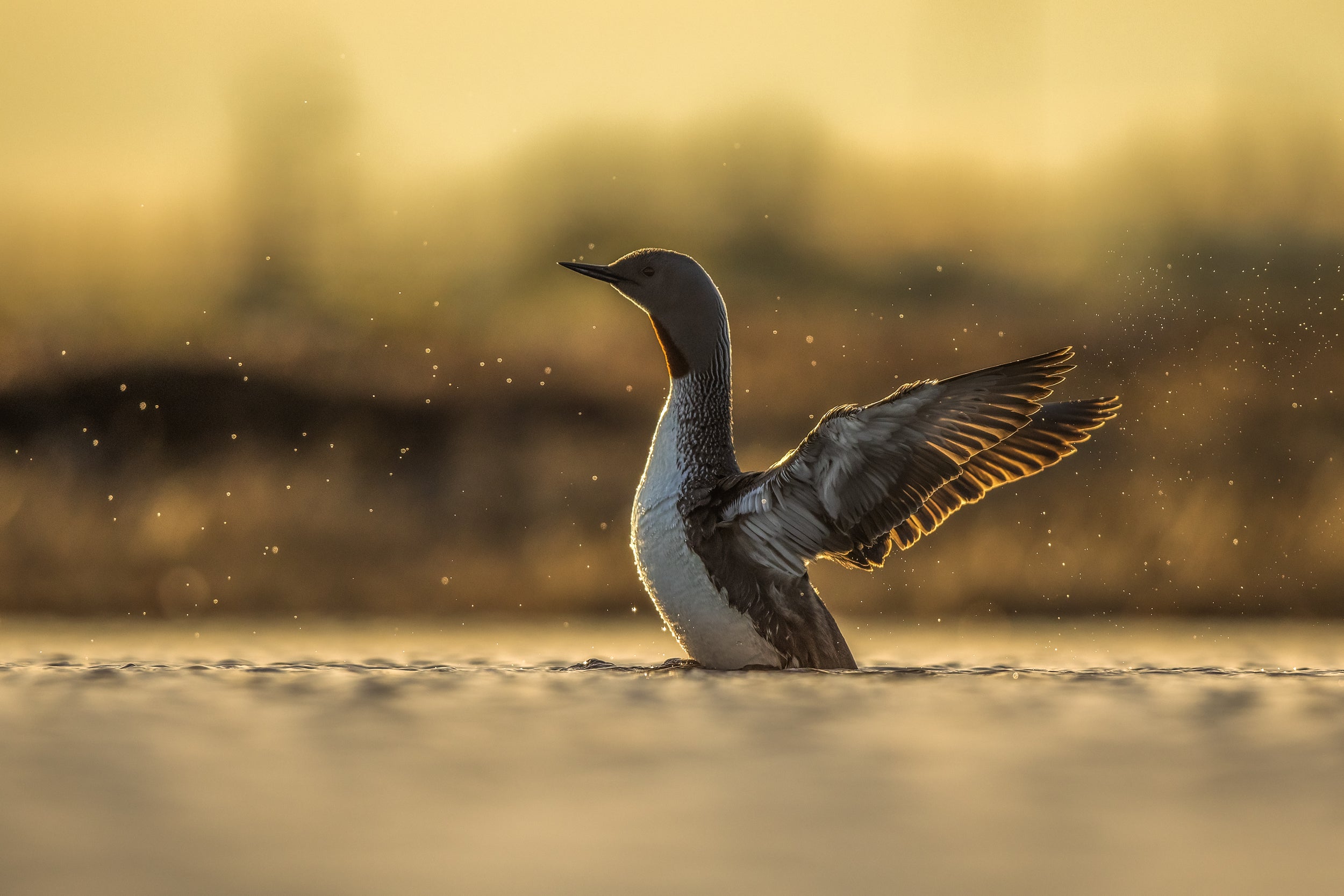 Red-throated diver 018