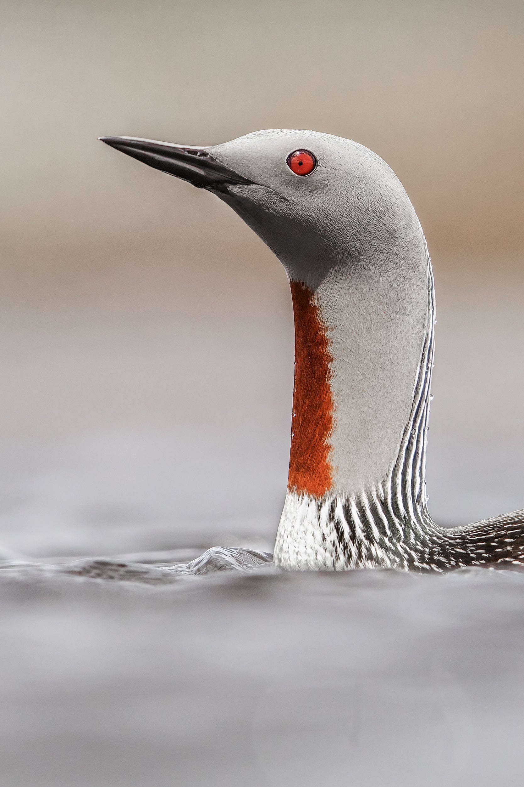 Red-throated diver 019