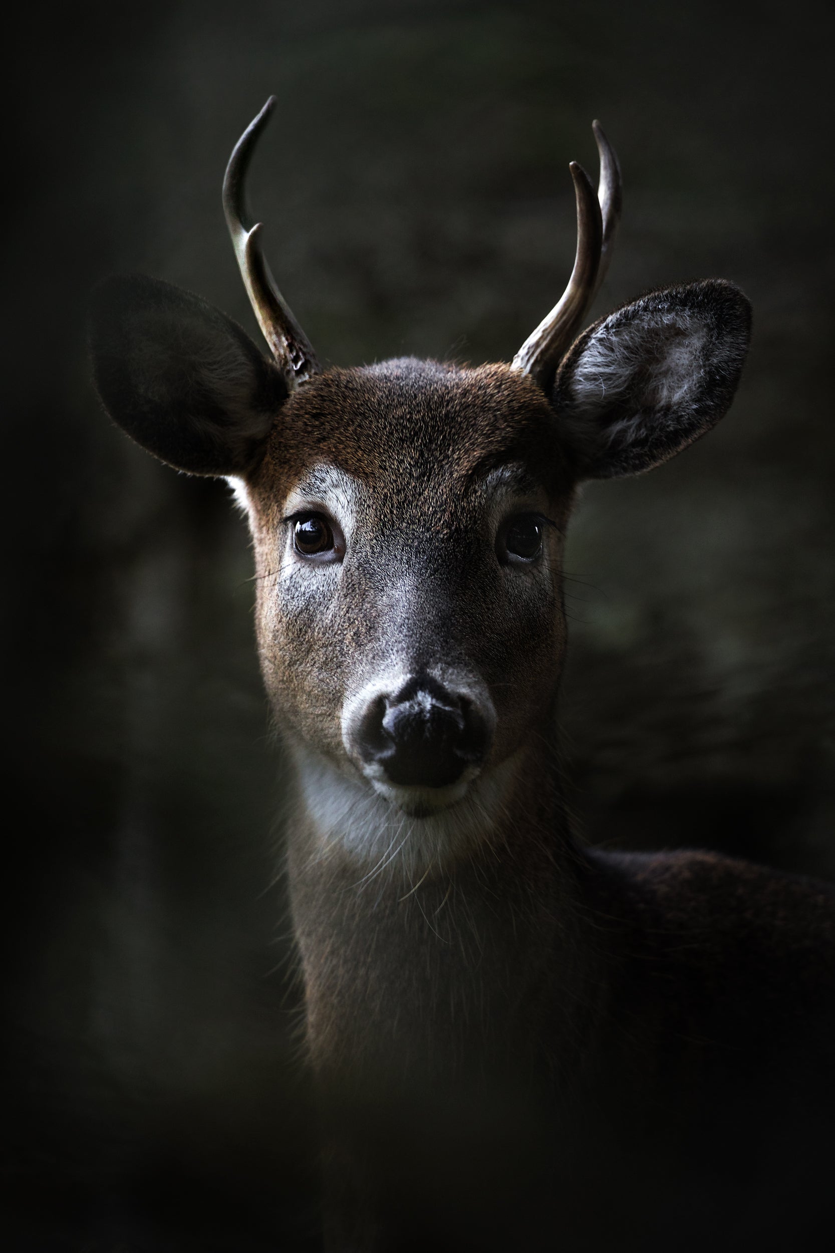 White-tailed deer 001