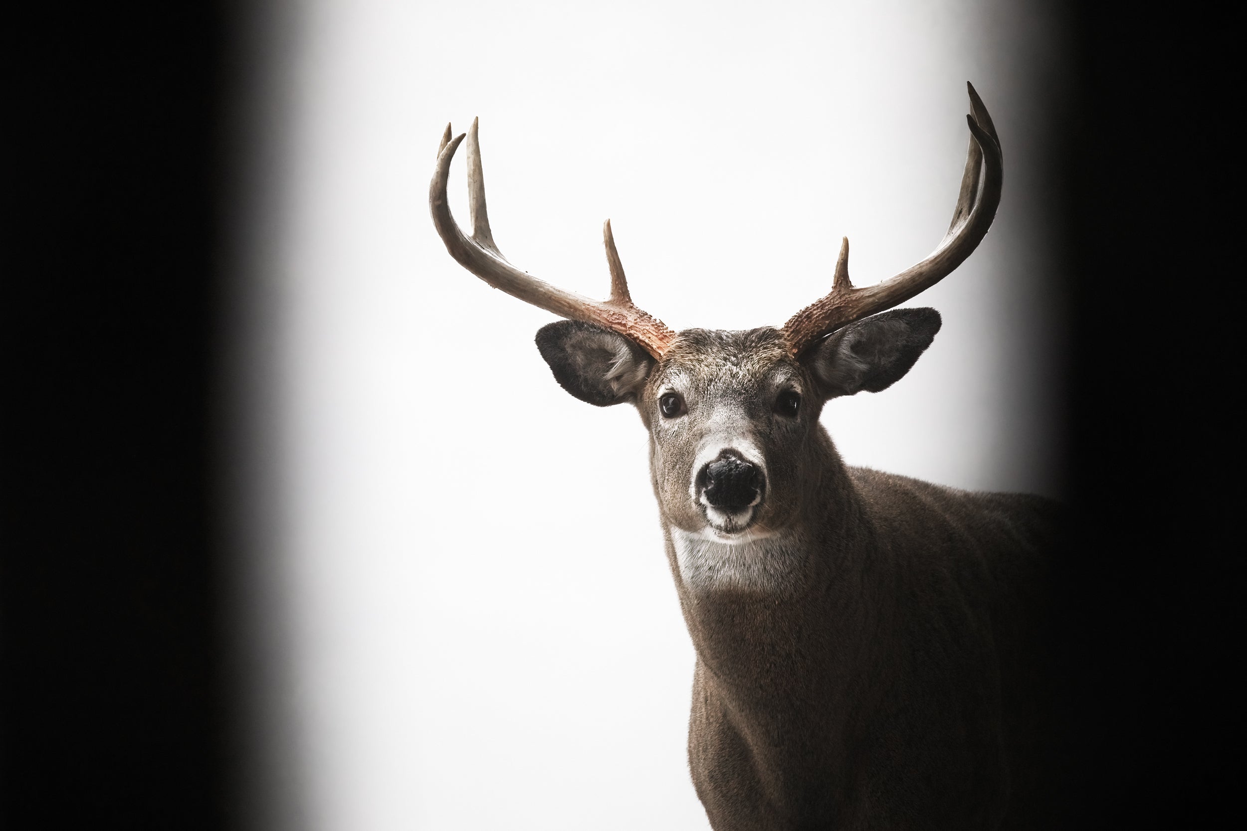White-tailed deer 002