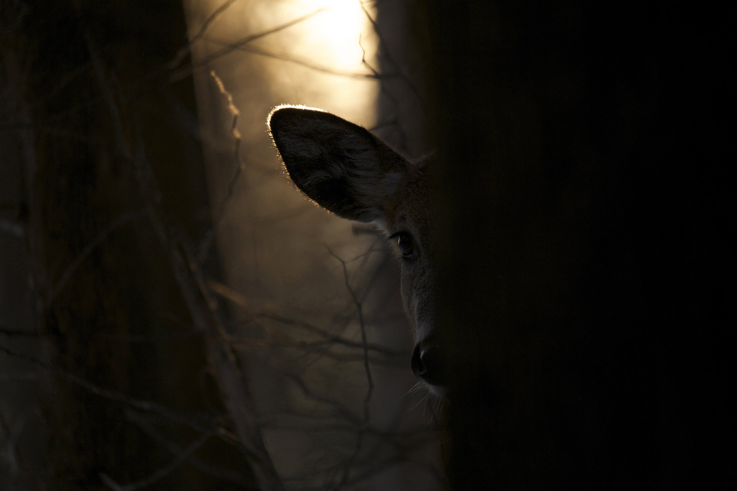 White-tailed deer 003