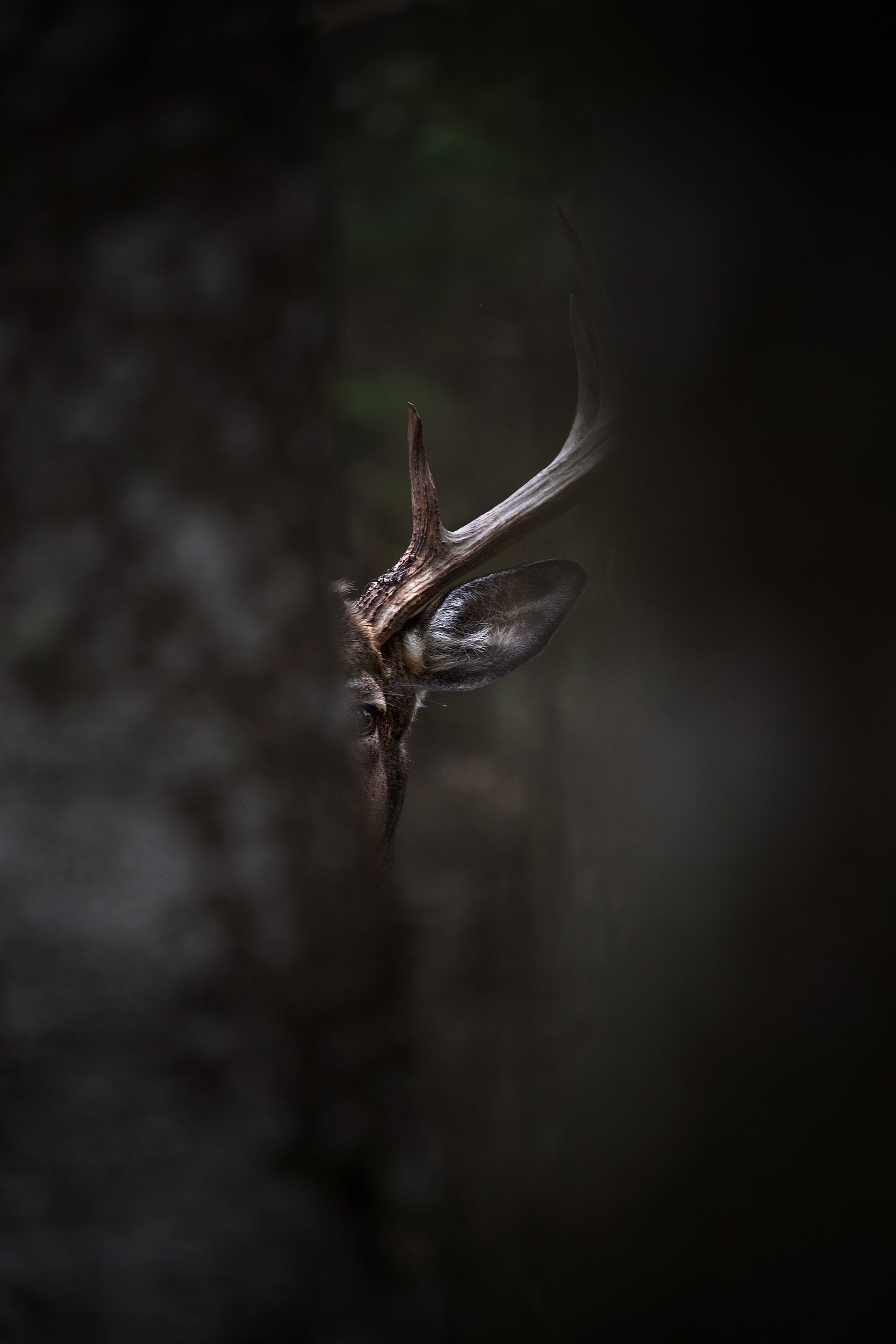 White-tailed deer 005