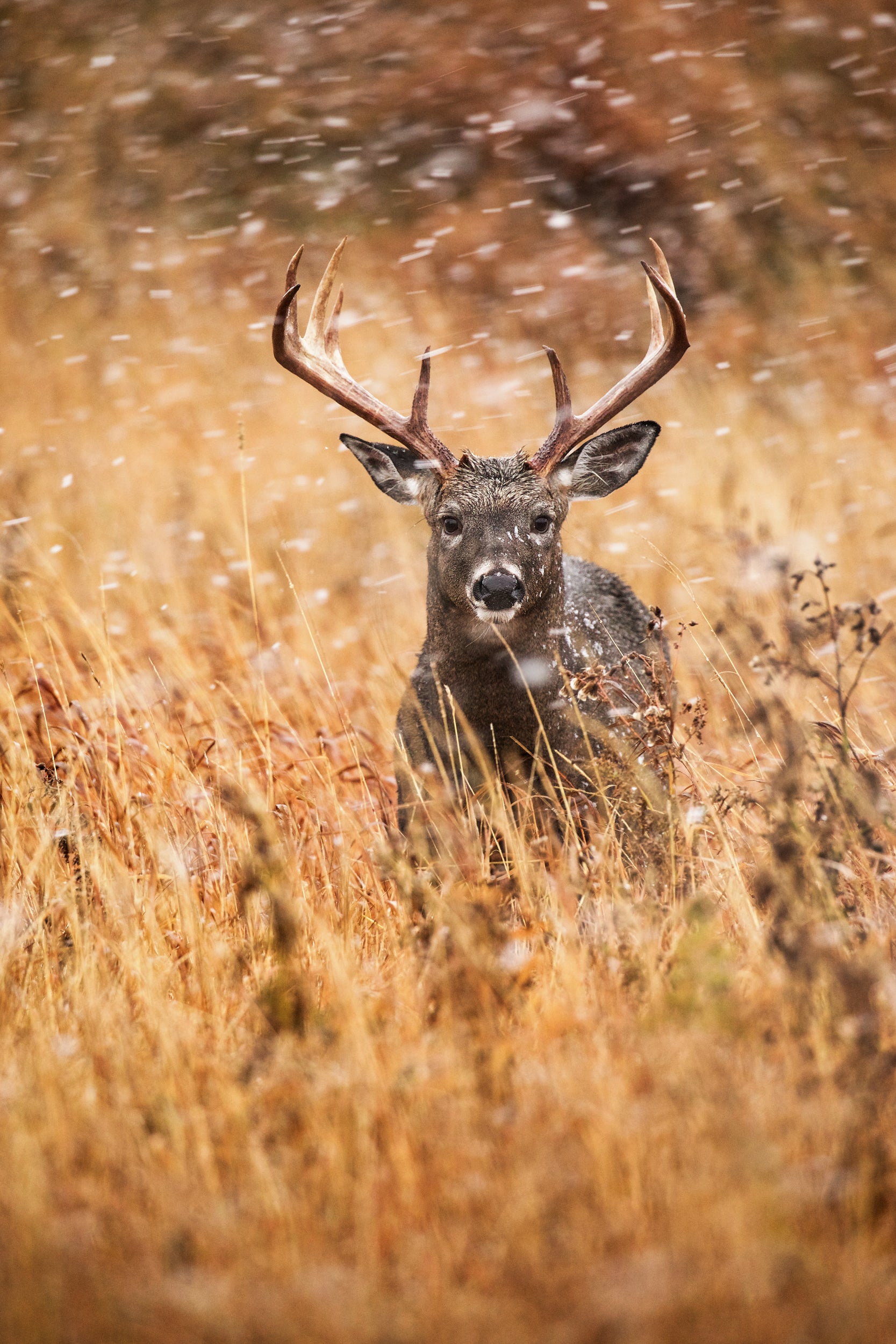 White-tailed deer 006