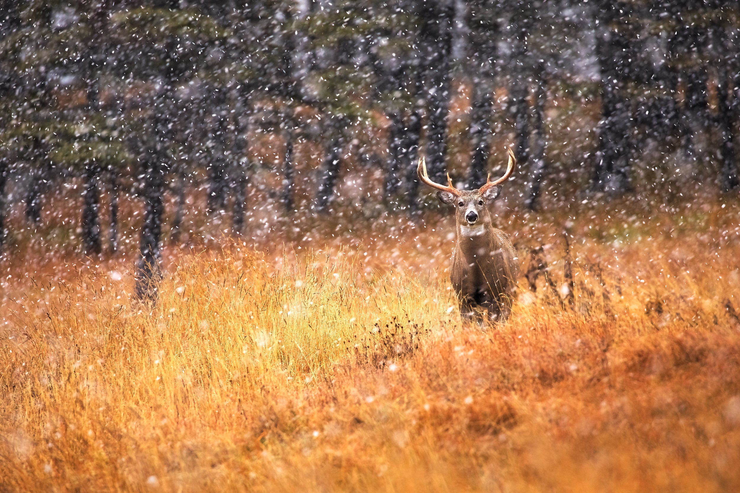 White-tailed Deer 007