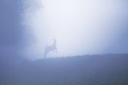 Cerf de Virginie 008