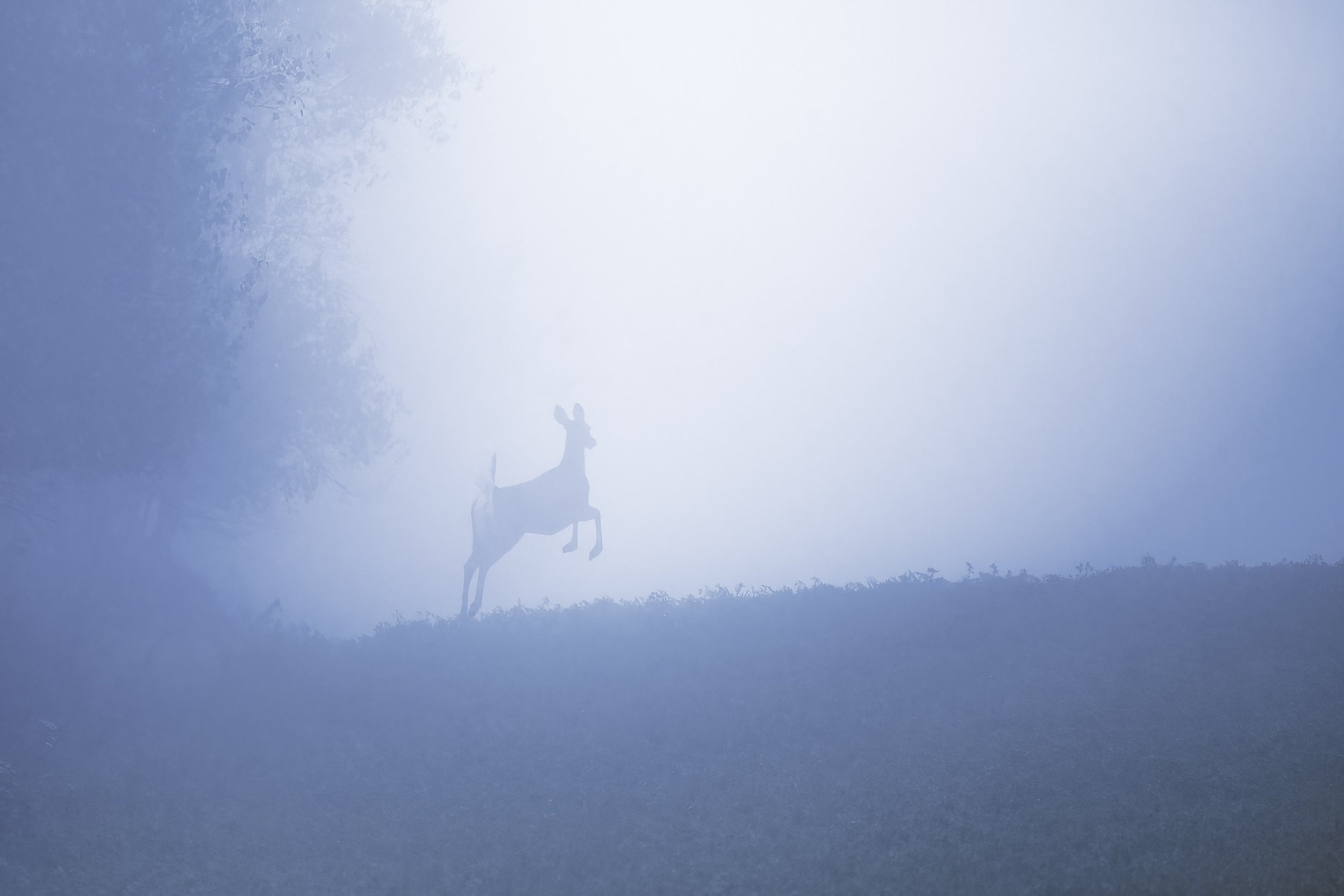 White-tailed deer 008
