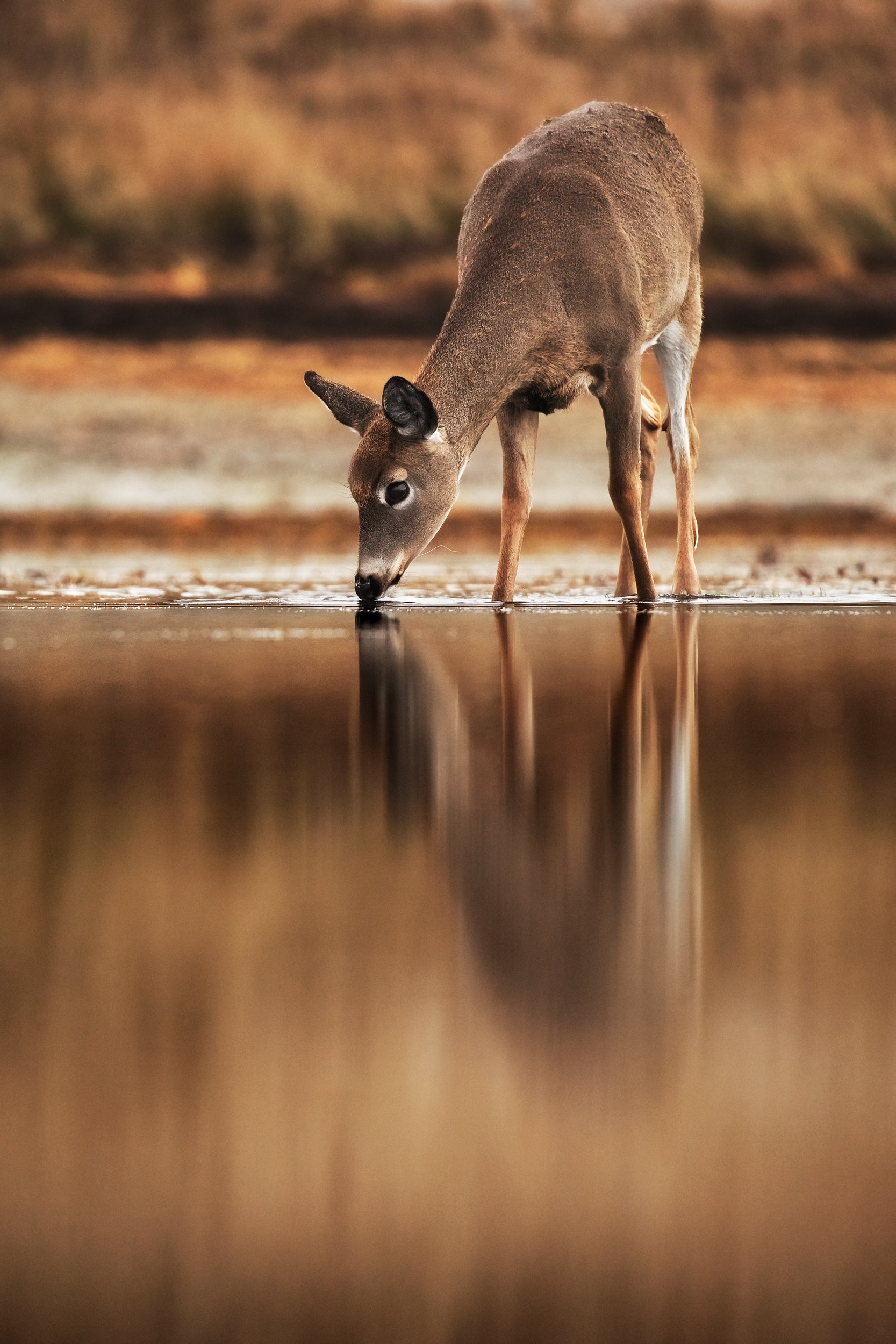 White-tailed deer 010
