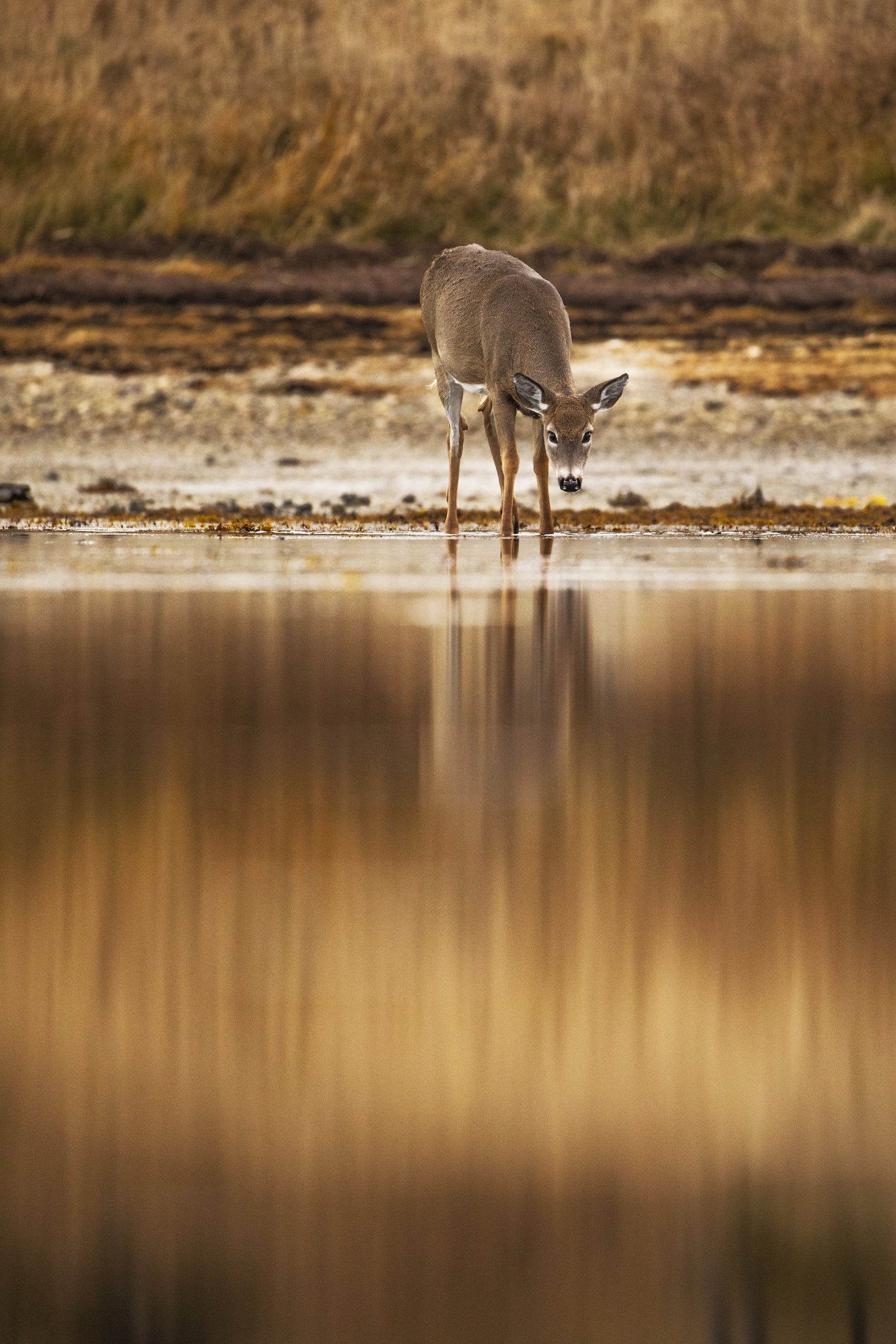 White-tailed deer 103
