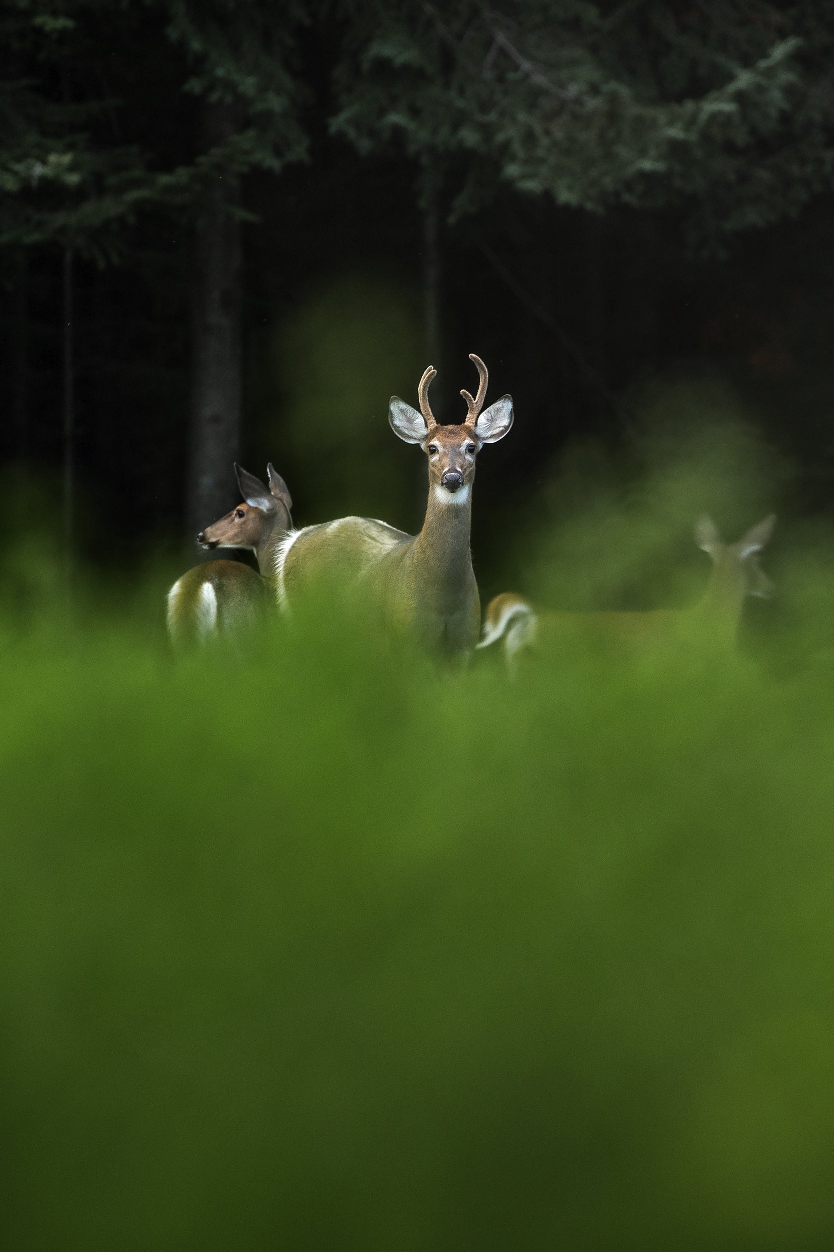 White-tailed deer 106