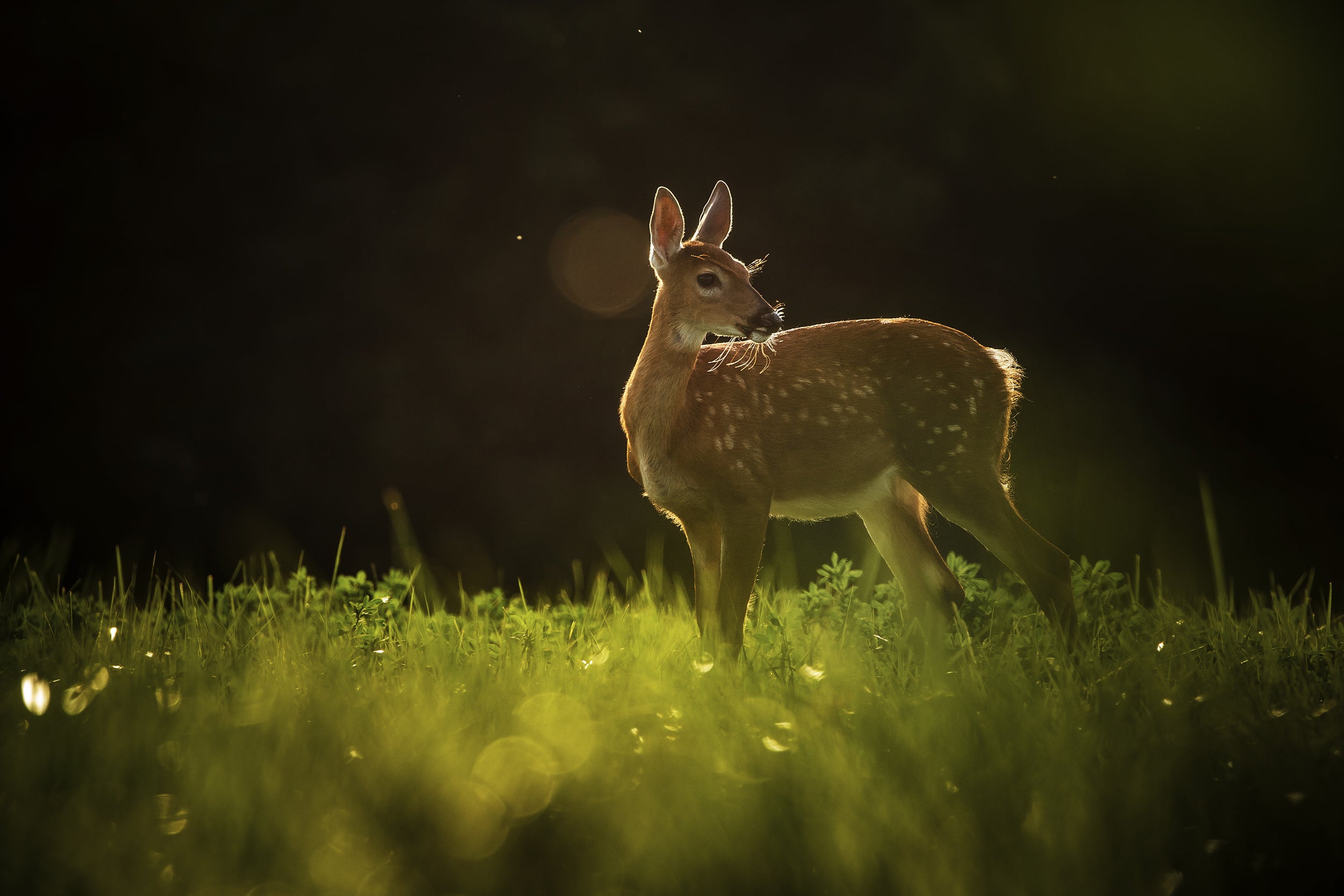 White-tailed deer 107