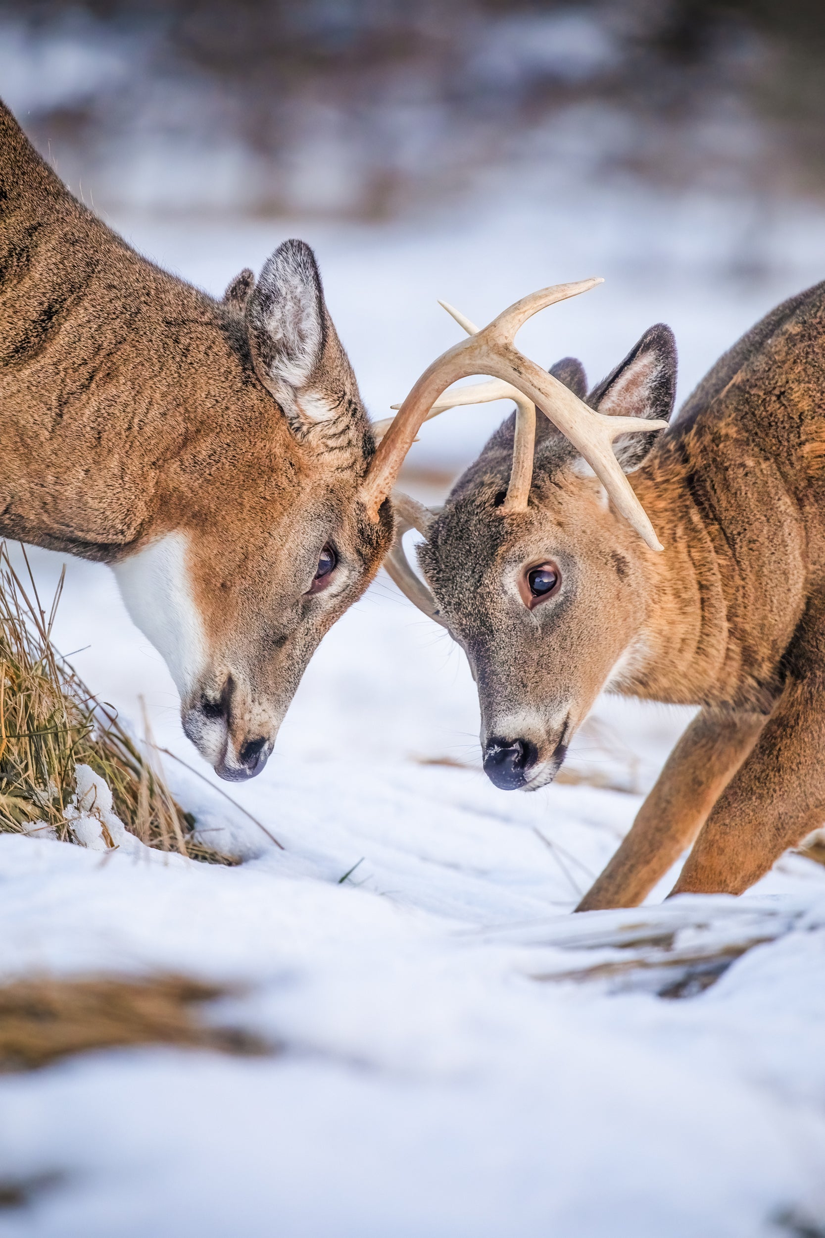 White-tailed deer 109