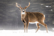 White-tailed deer 011