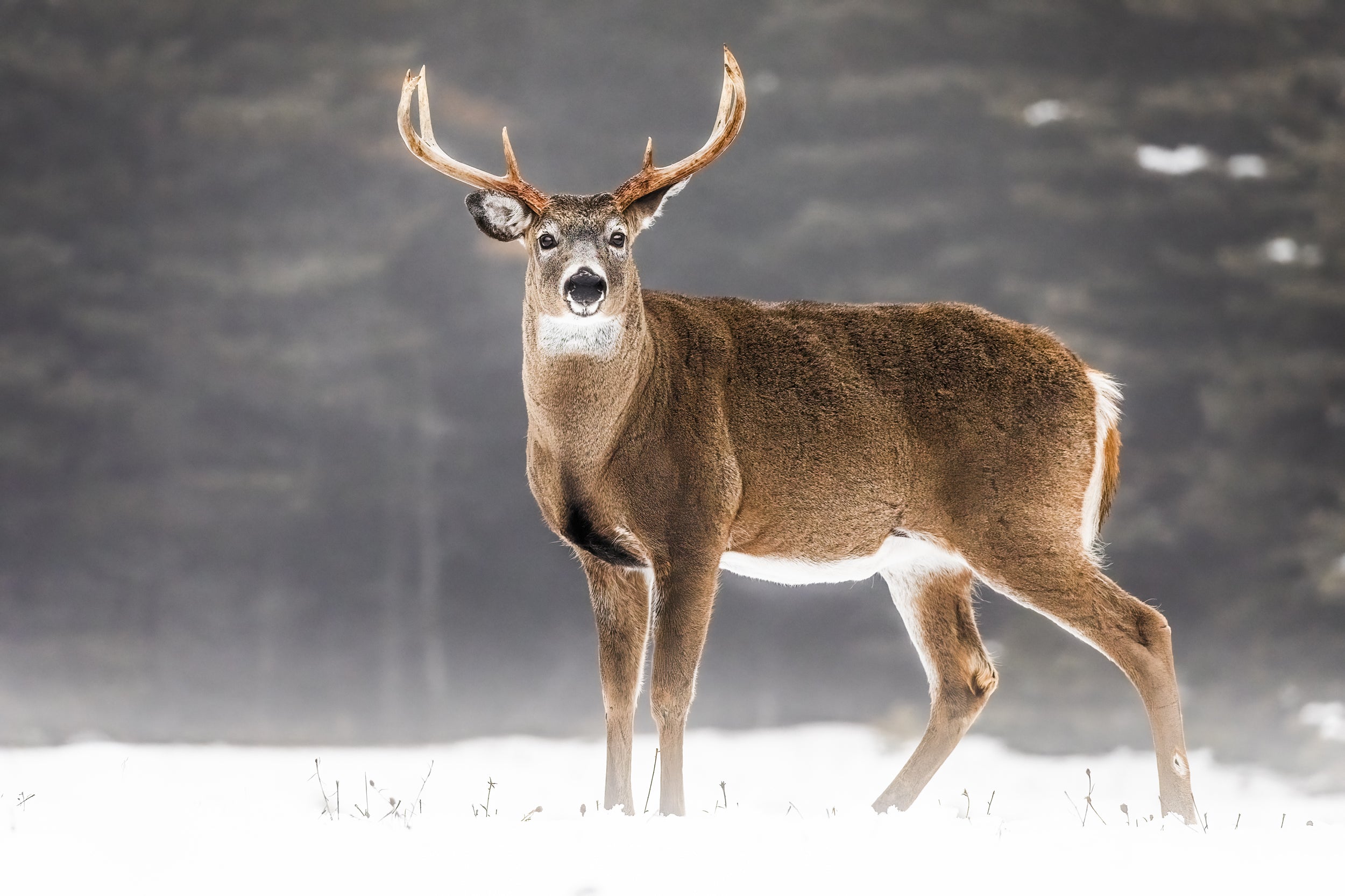 White-tailed deer 011