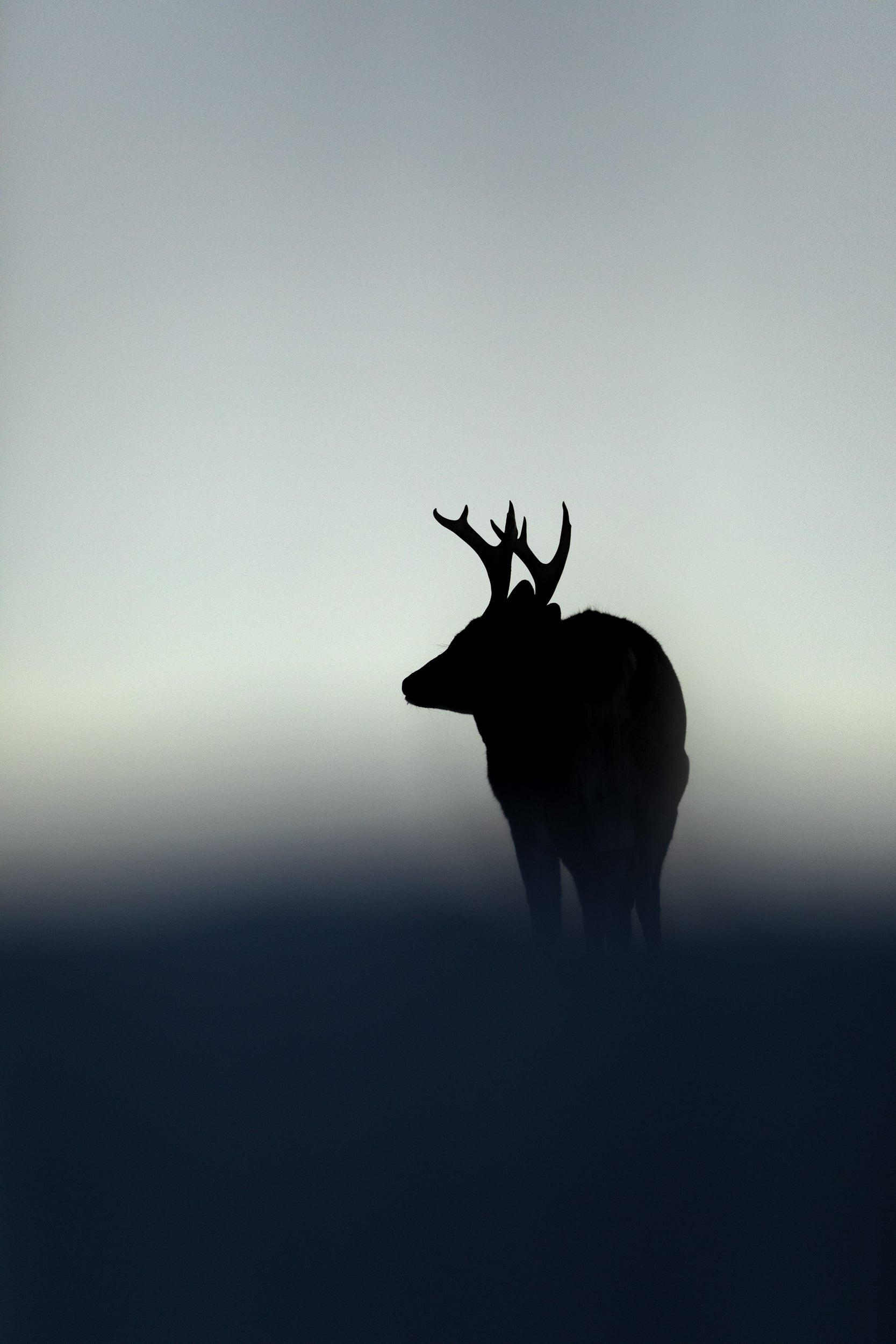 White-tailed deer 110