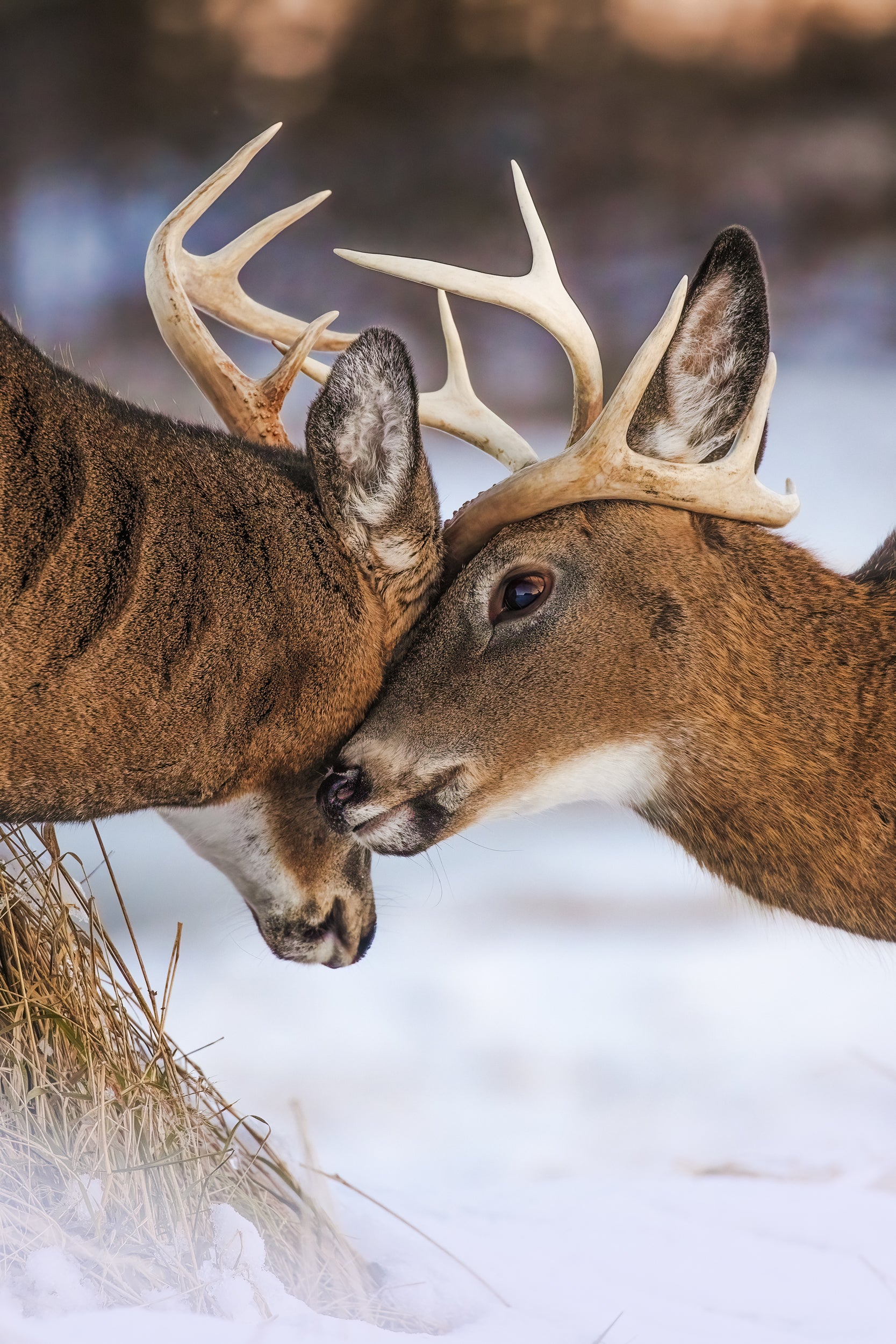 White-tailed deer 111