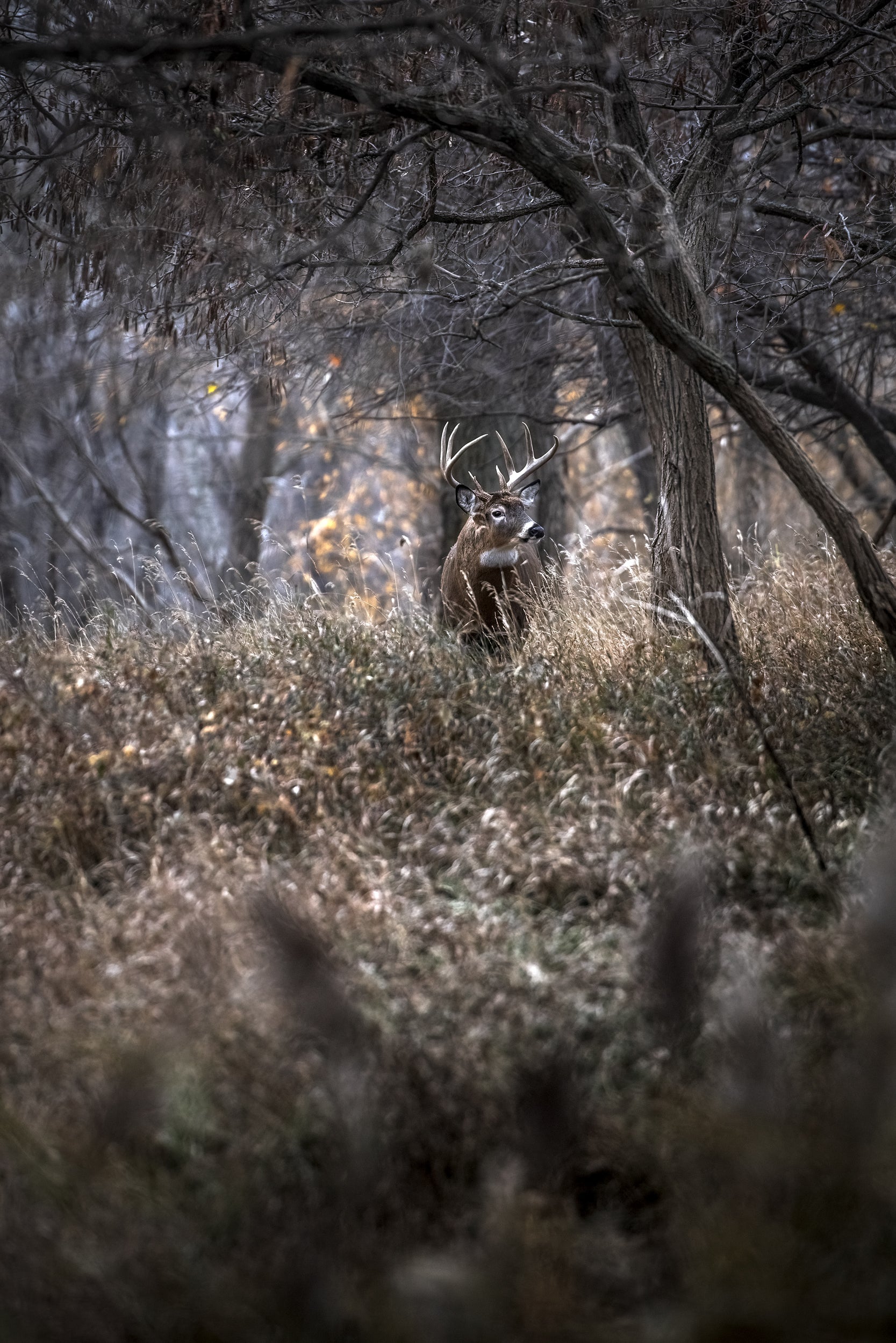 White-tailed deer 015