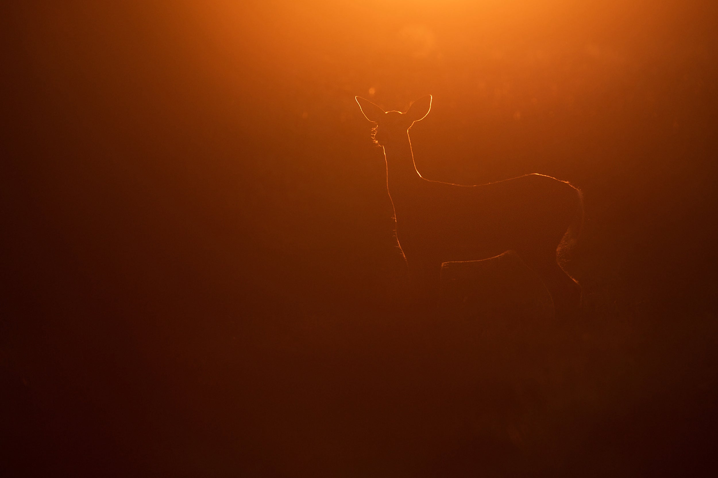 White-tailed deer 018