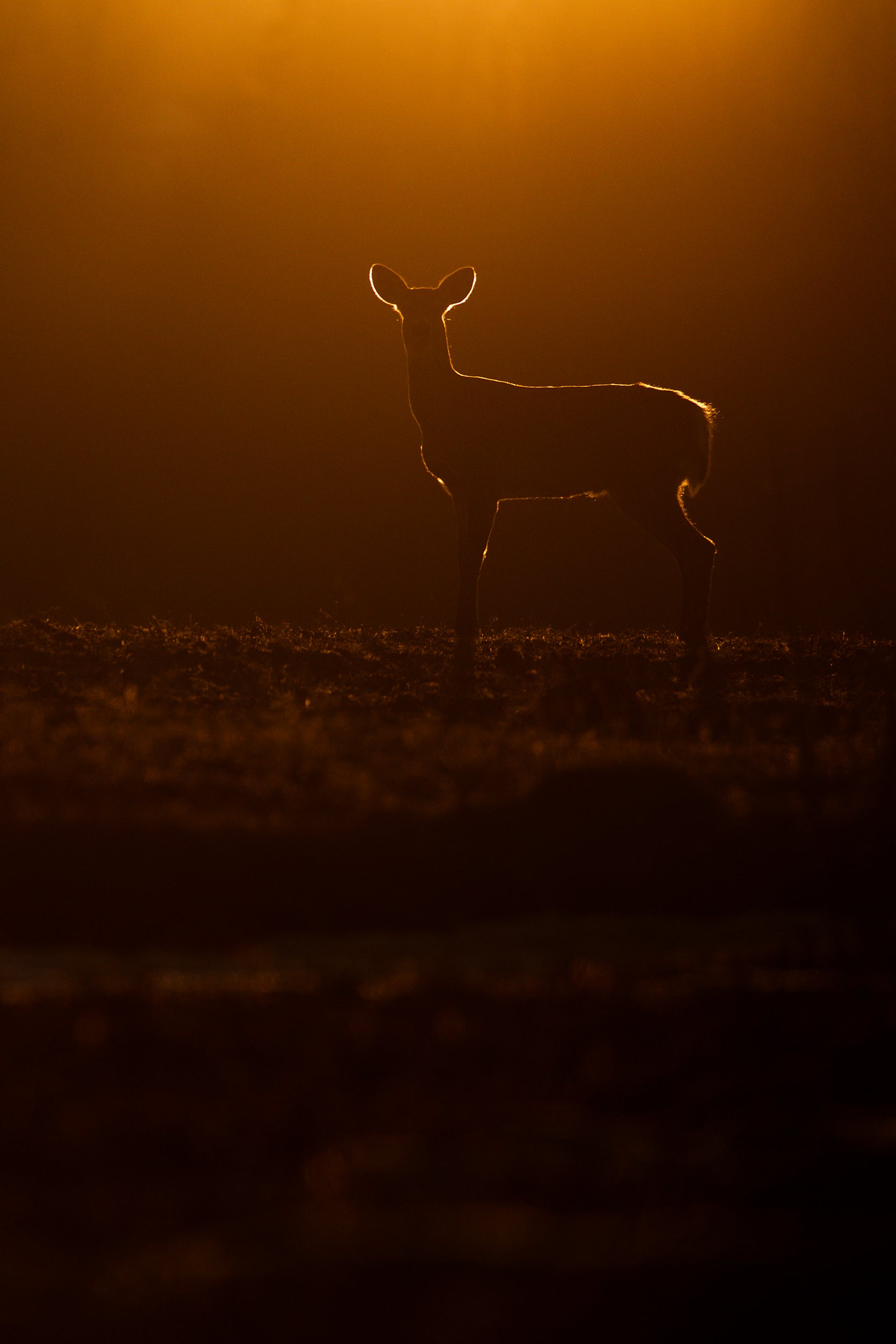 White-tailed deer 019