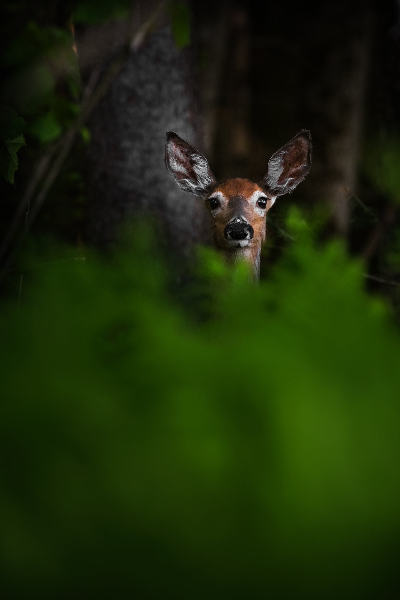 White-tailed deer 020