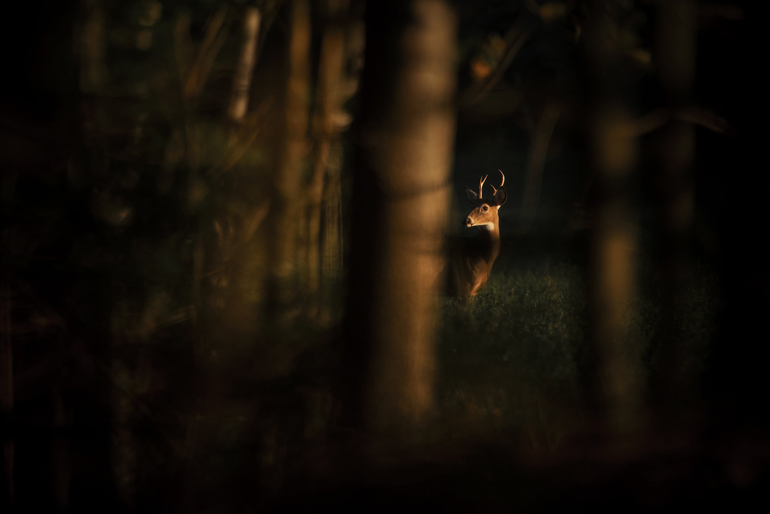 White-tailed deer 021