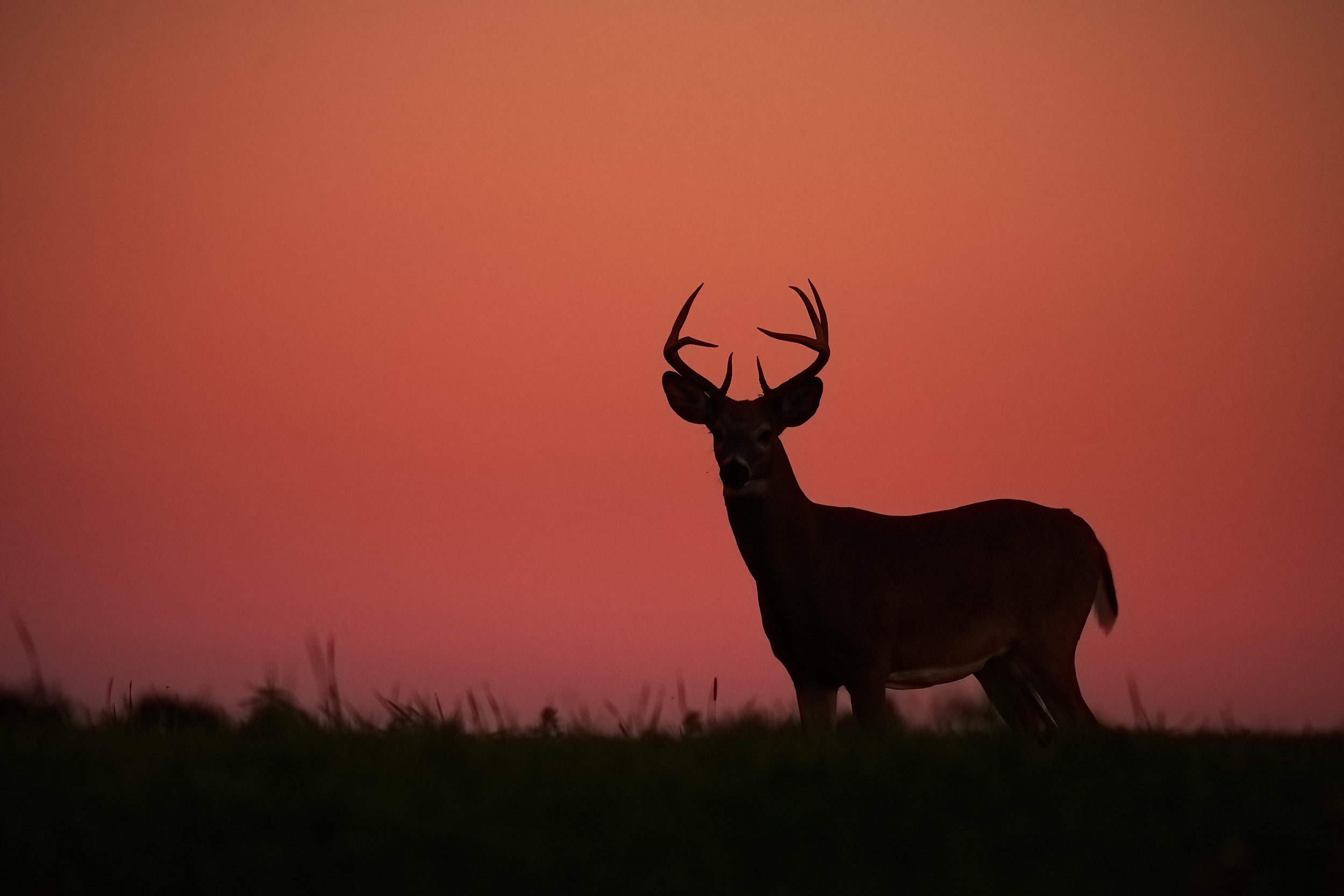 White-tailed deer 023