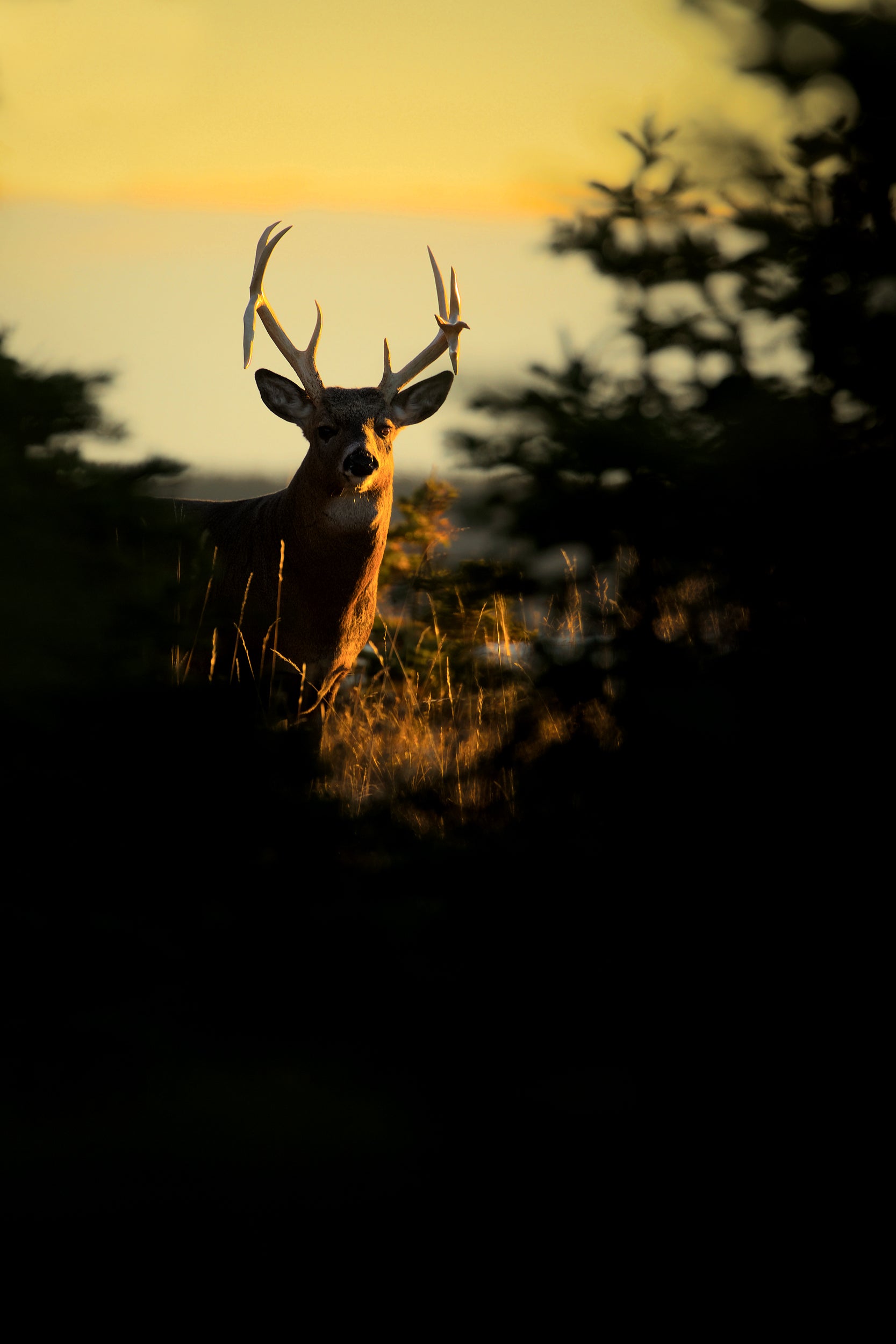 White-tailed deer 026