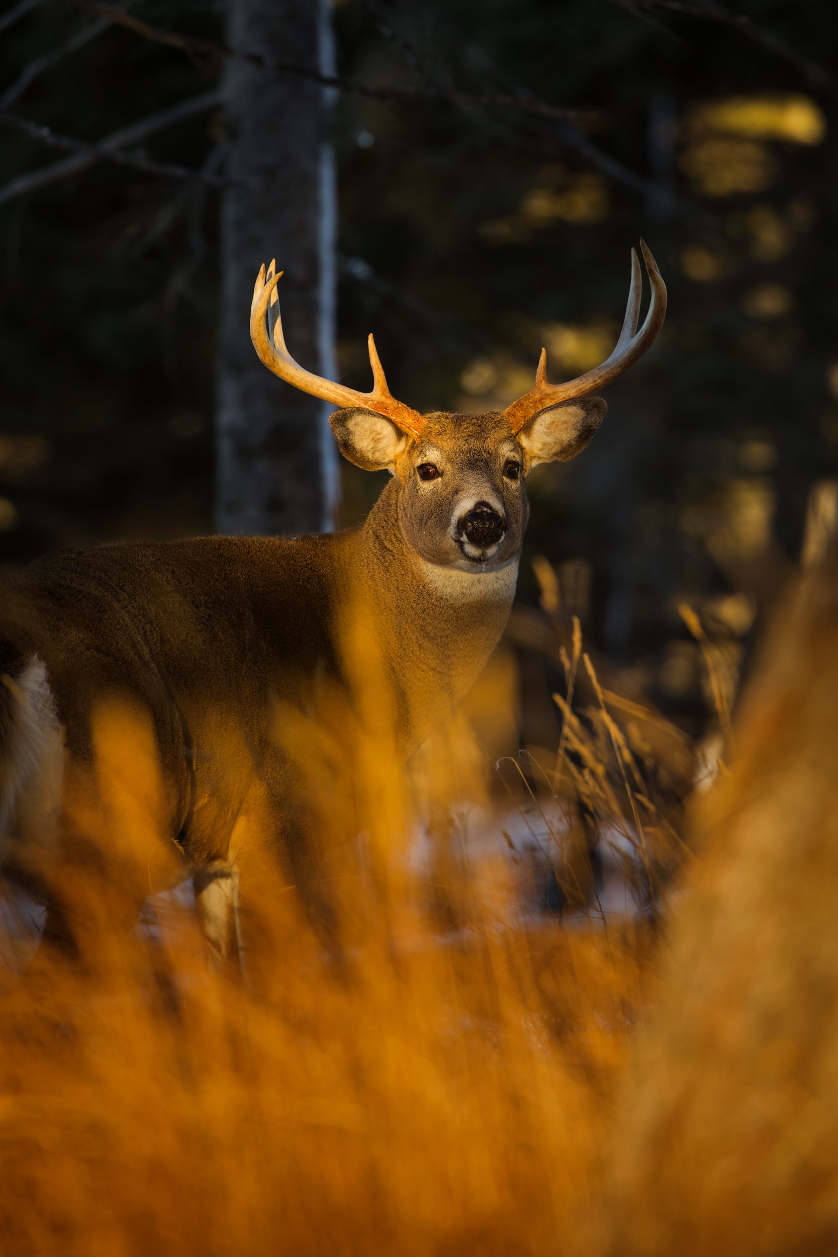 White-tailed deer 030