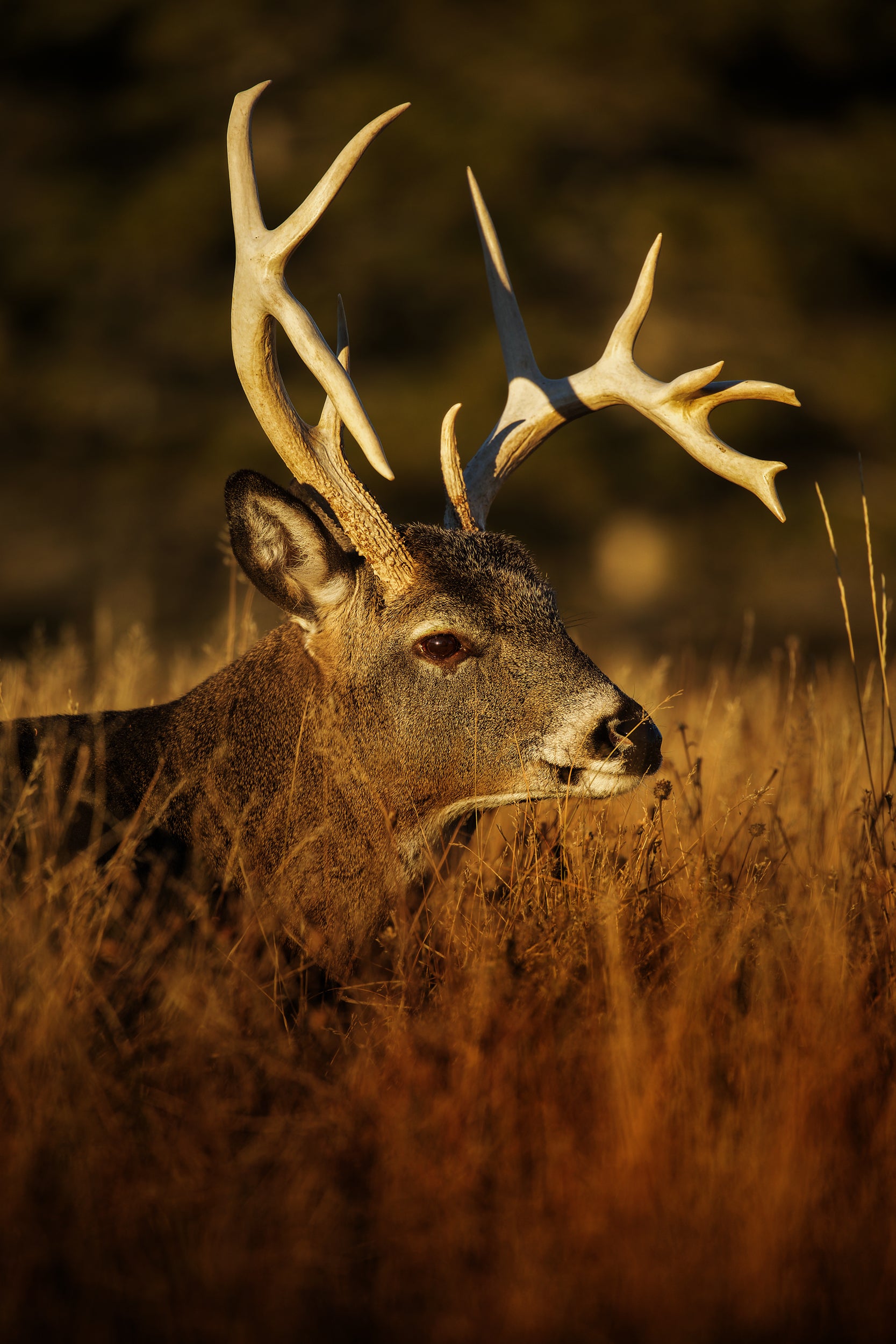 White-tailed deer 031