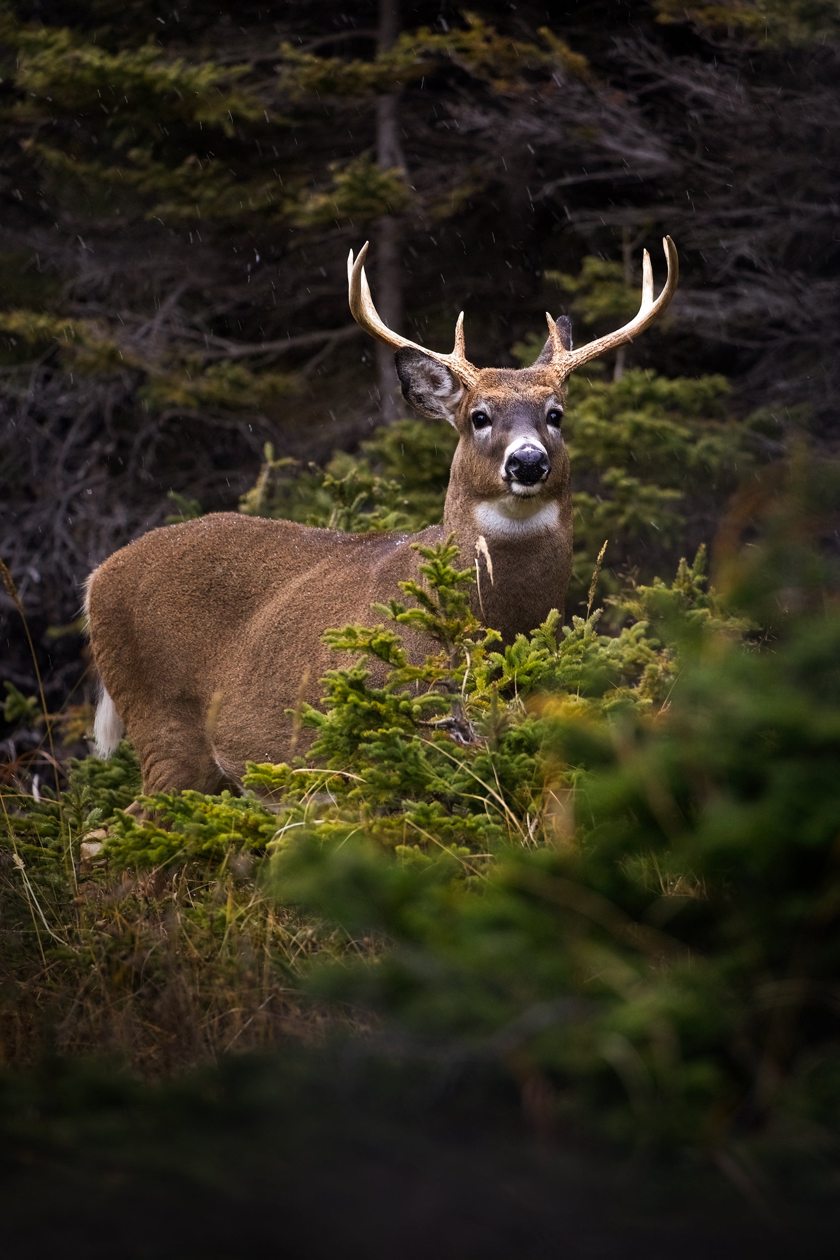 White-tailed deer 032