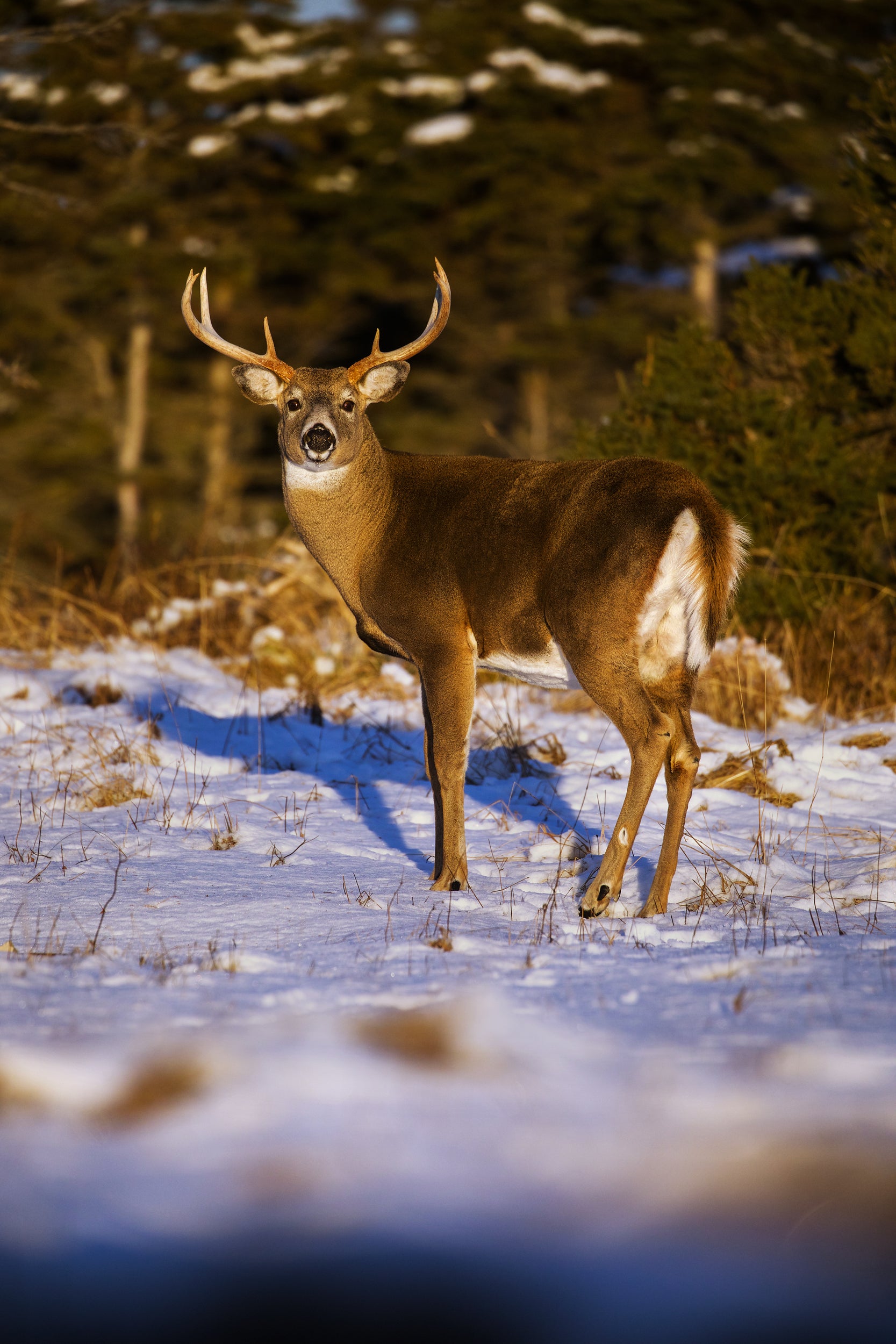 White-tailed deer 034