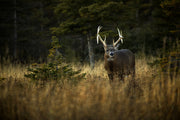 Cerf de Virginie 035