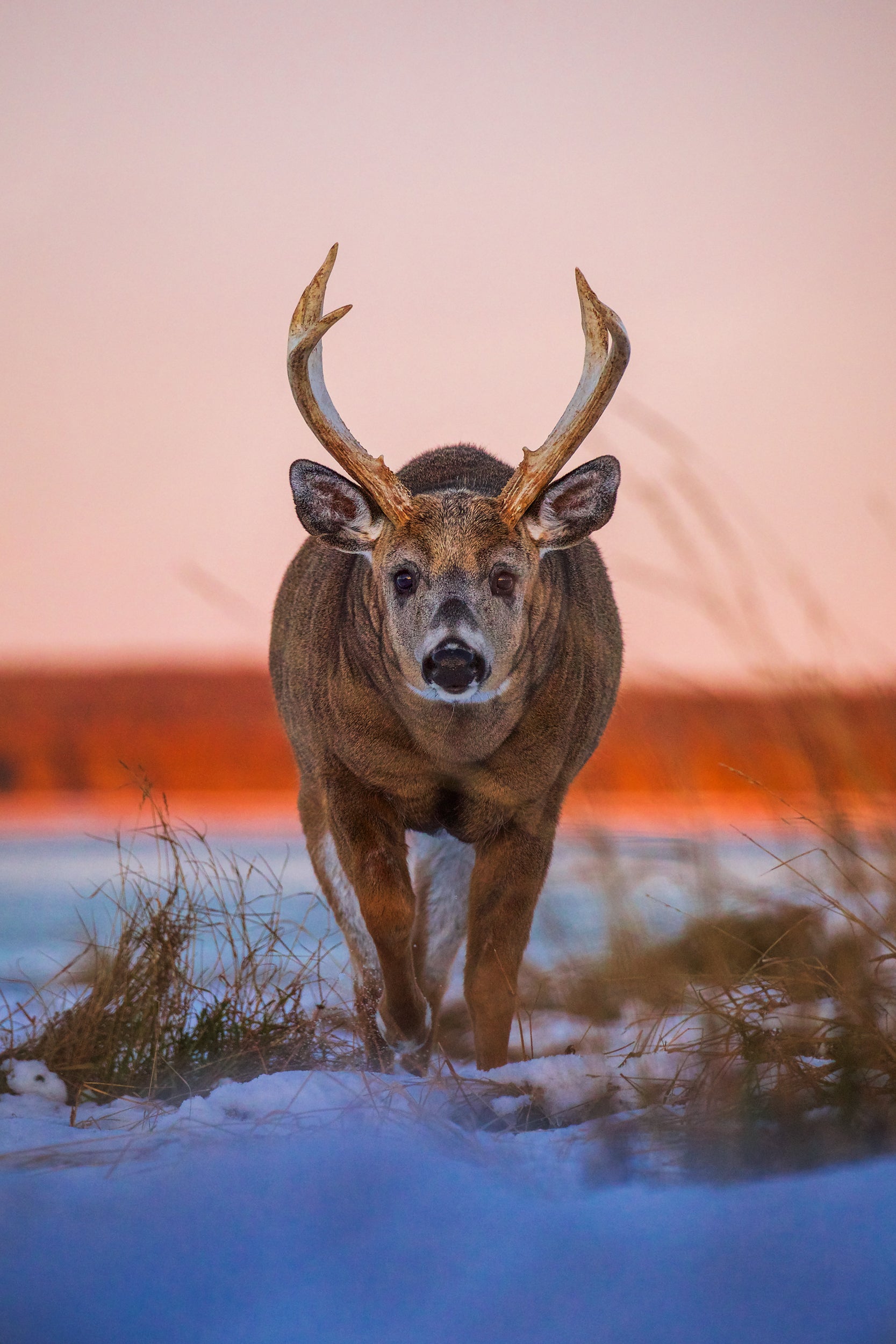 White-tailed deer 036