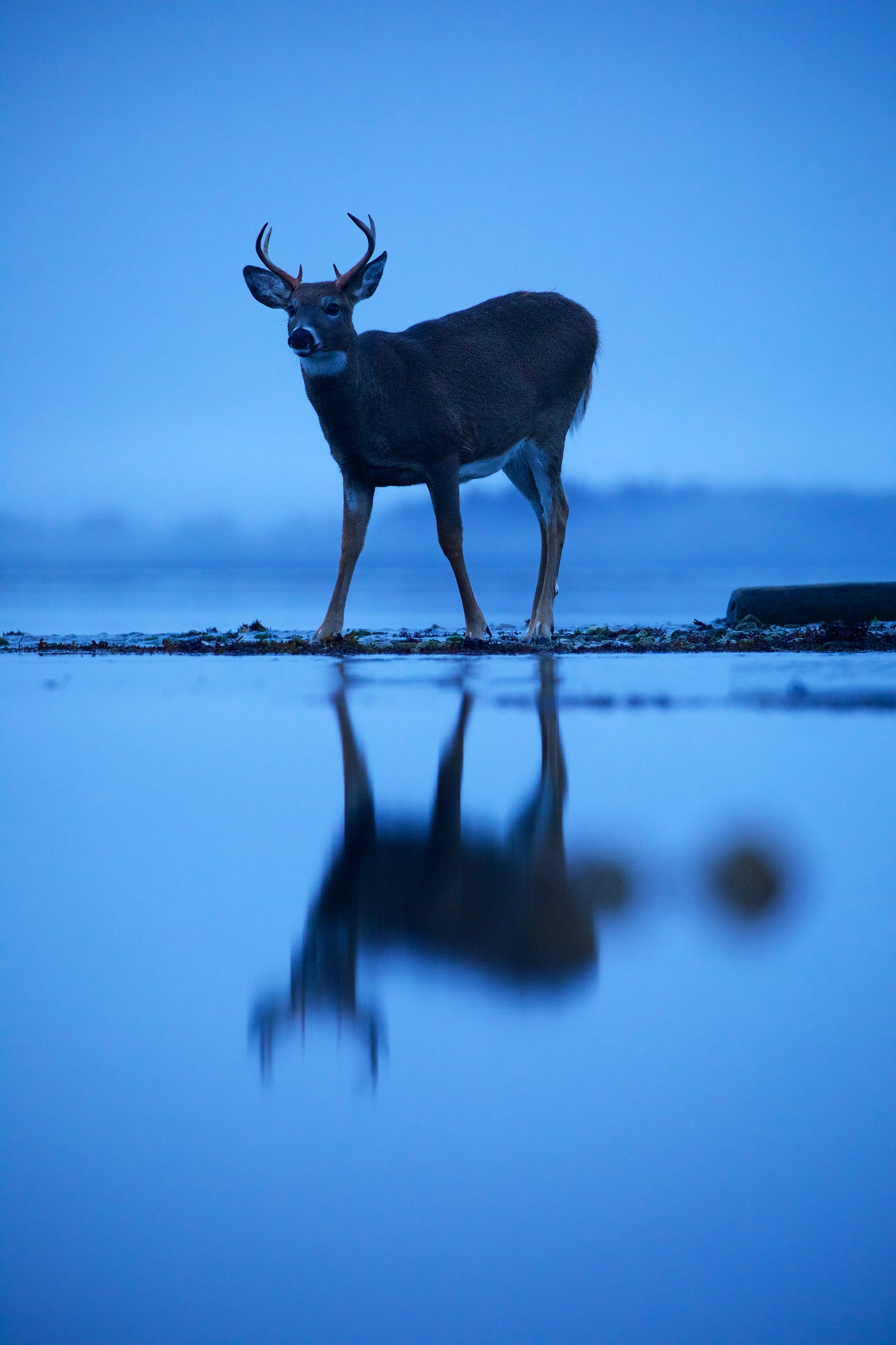 White-tailed deer 039