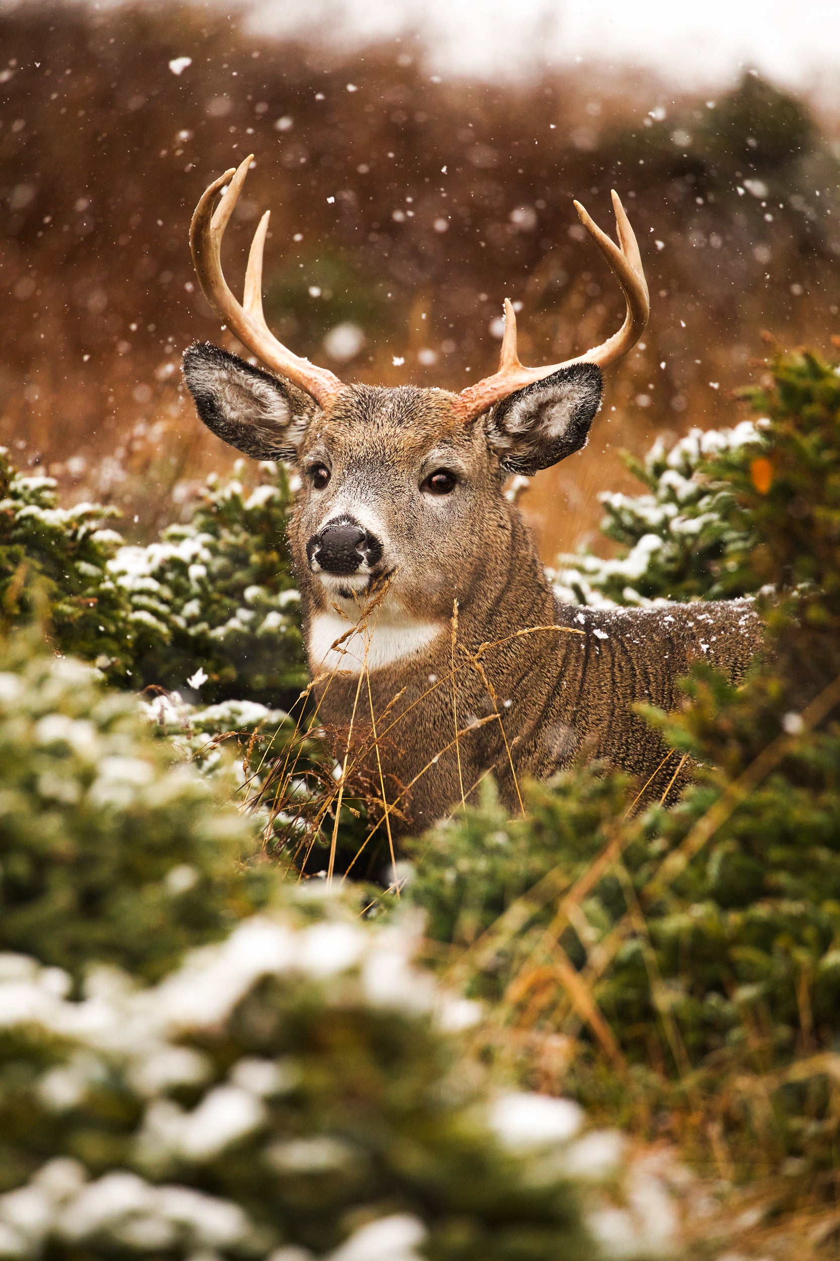 White-tailed deer 042