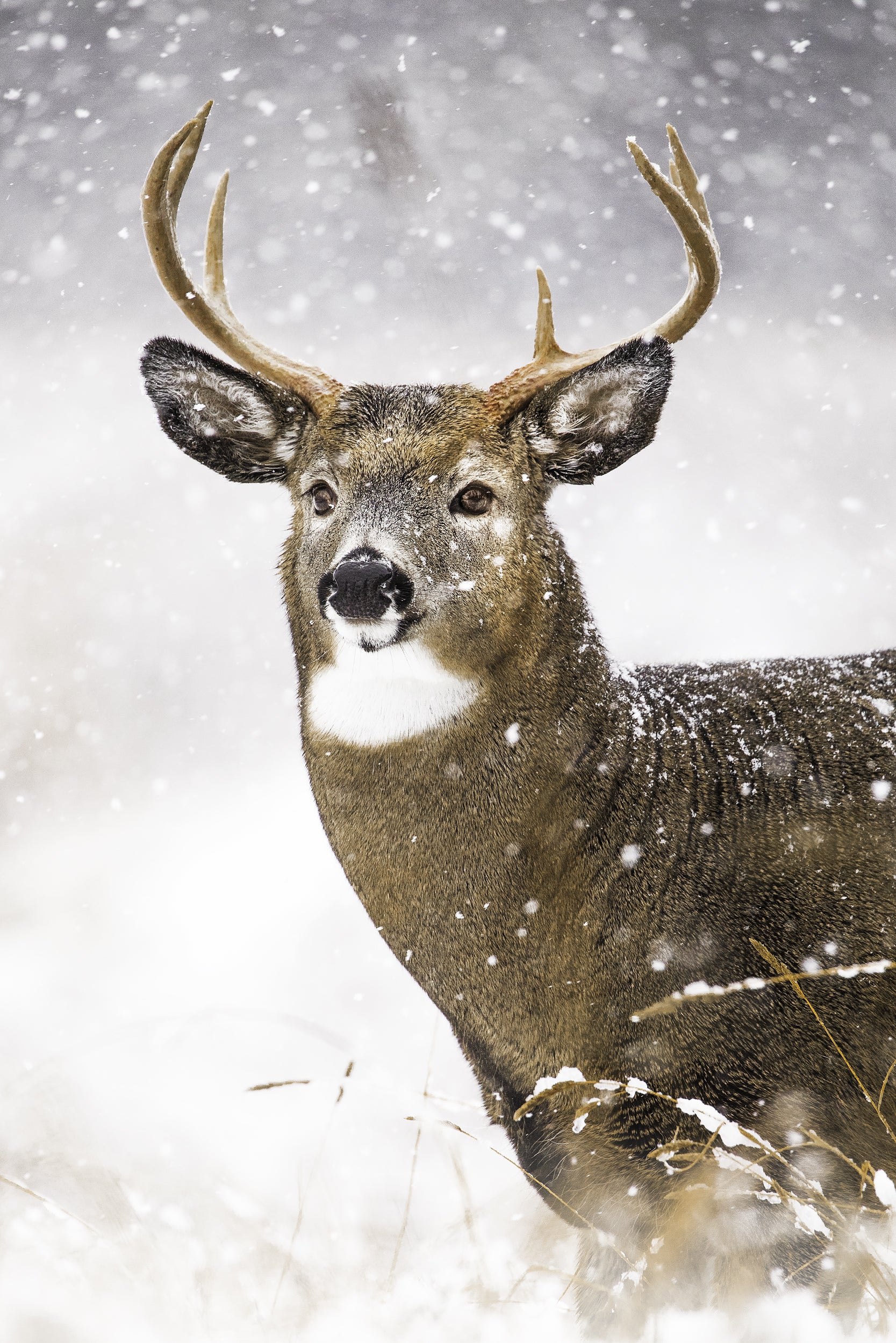 White-tailed deer 043