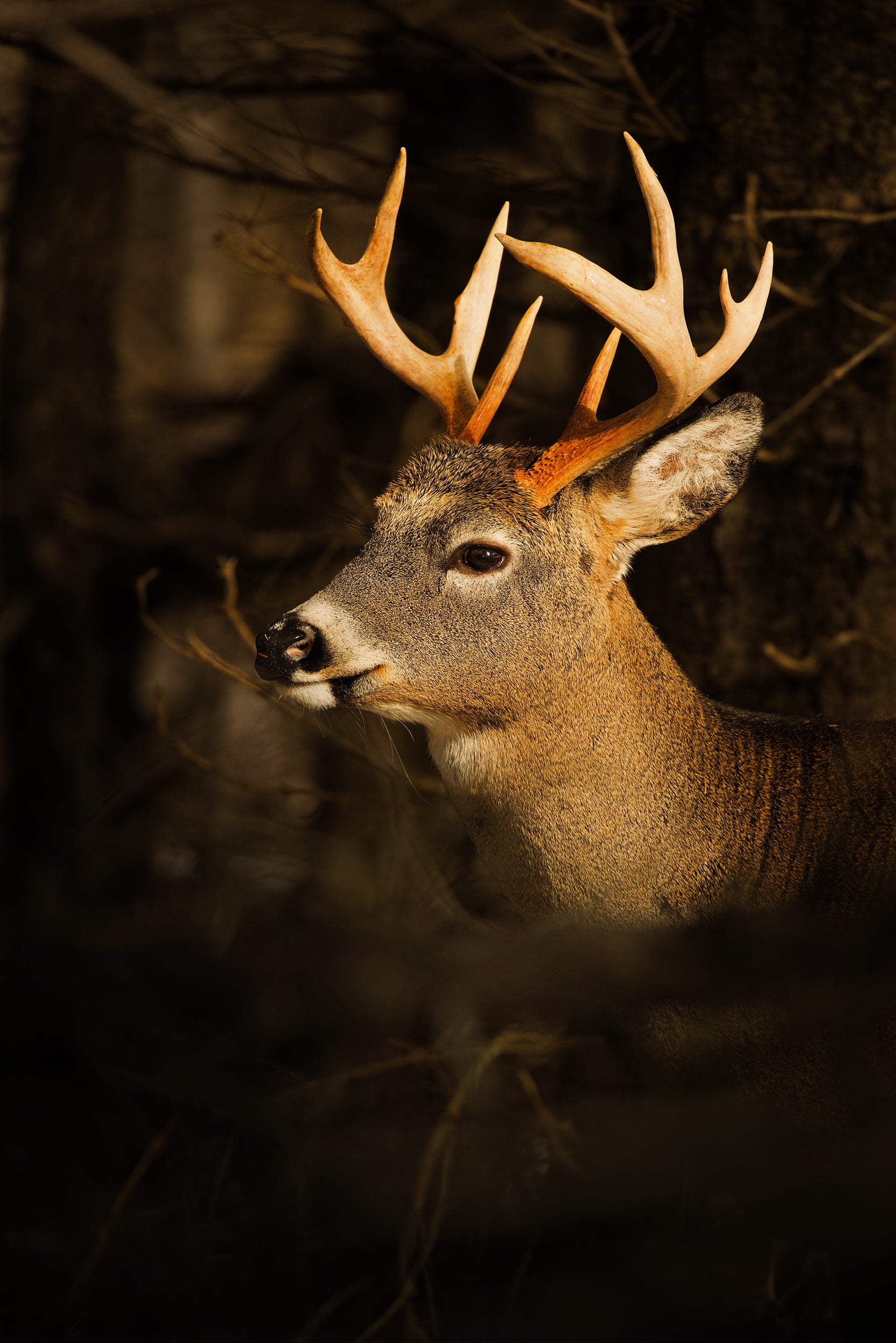 White-tailed deer 044