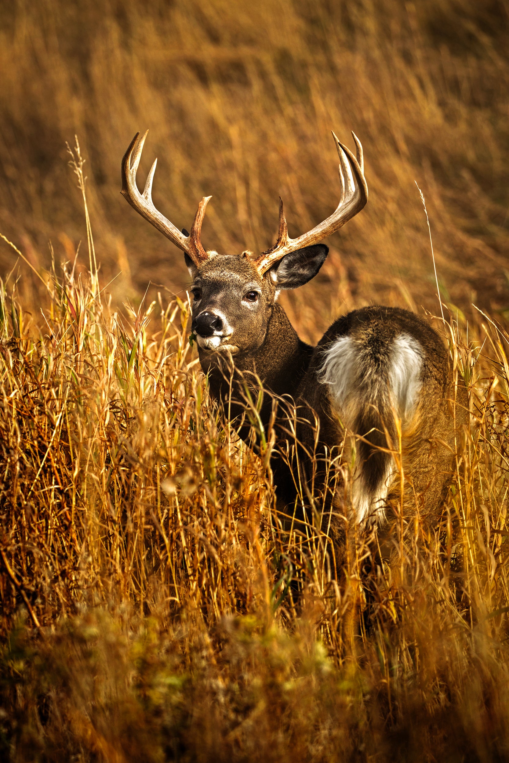 White-tailed deer 046