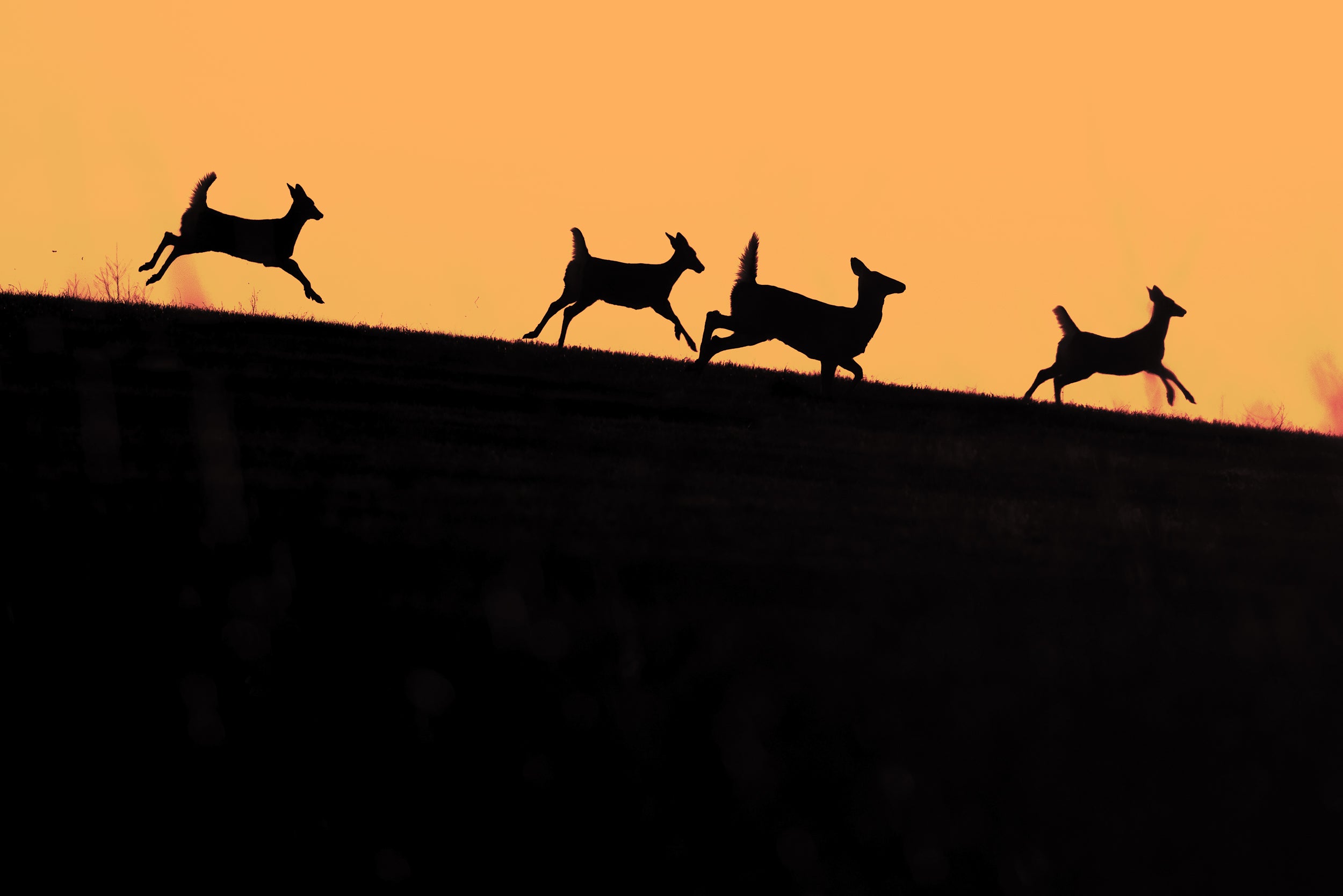 White-tailed deer 047