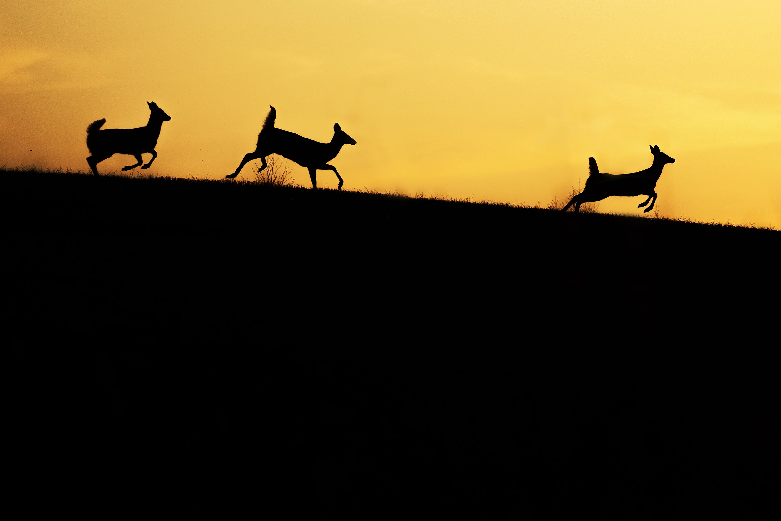 White-tailed deer 048