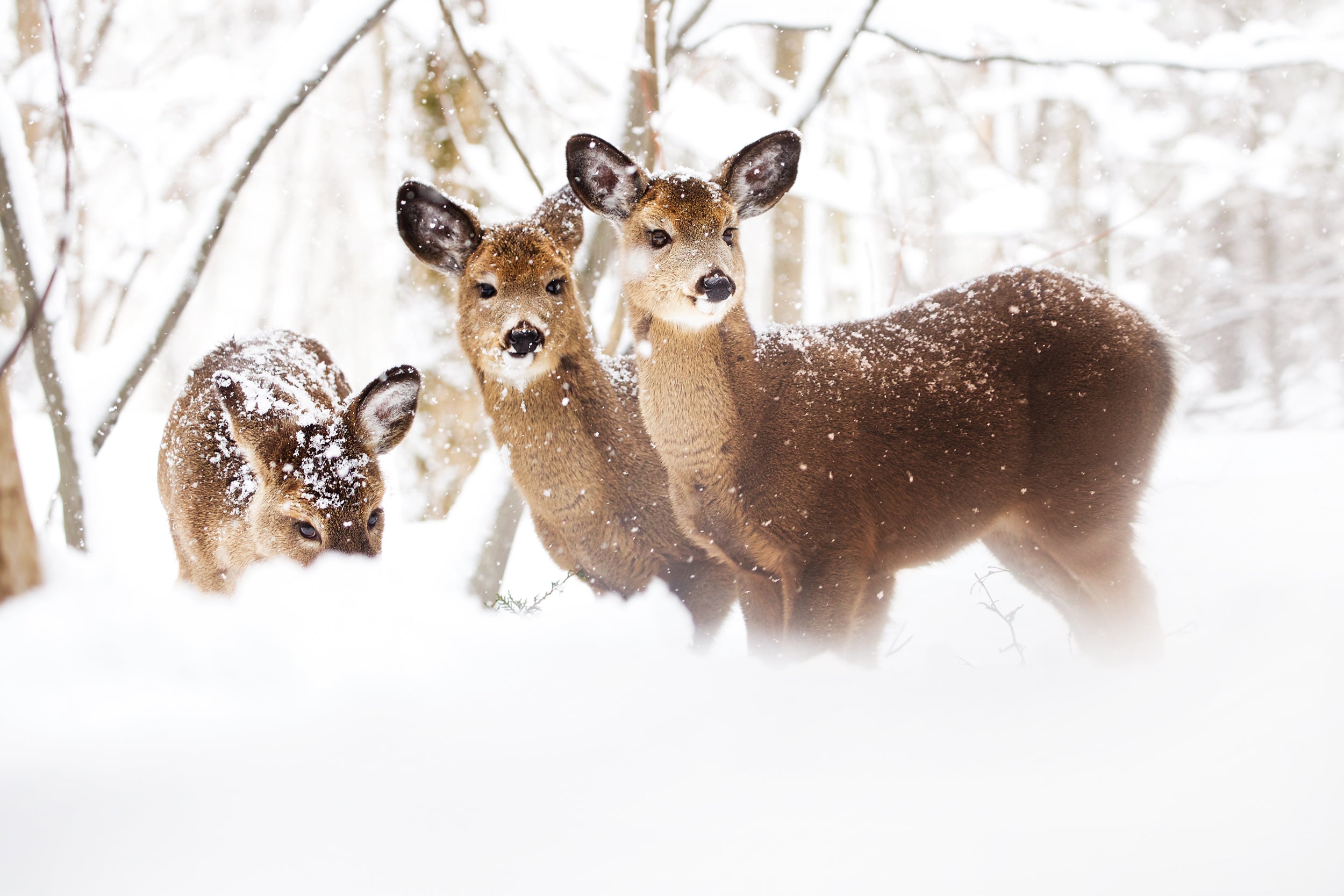 White-tailed deer 049
