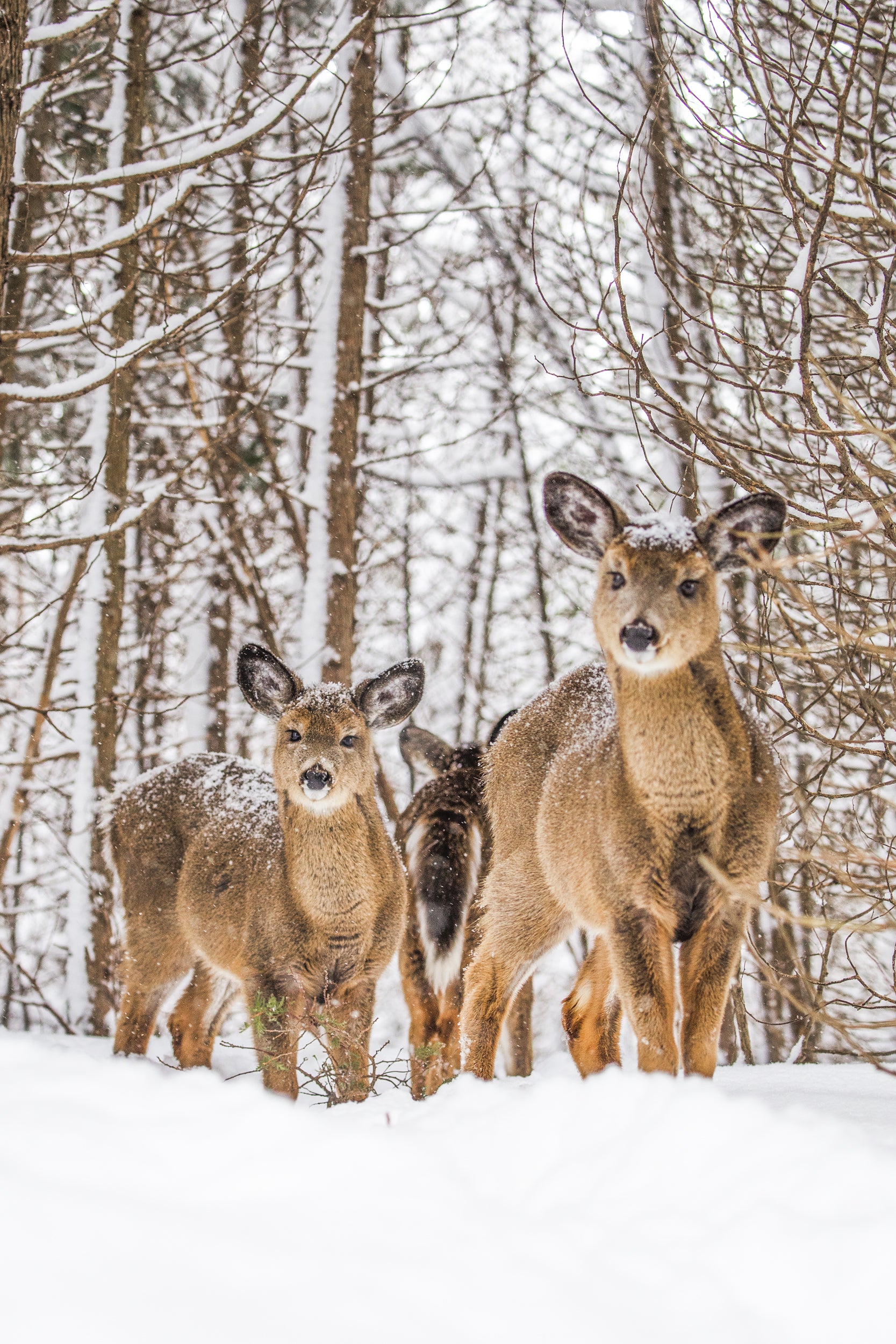 White-tailed deer 050