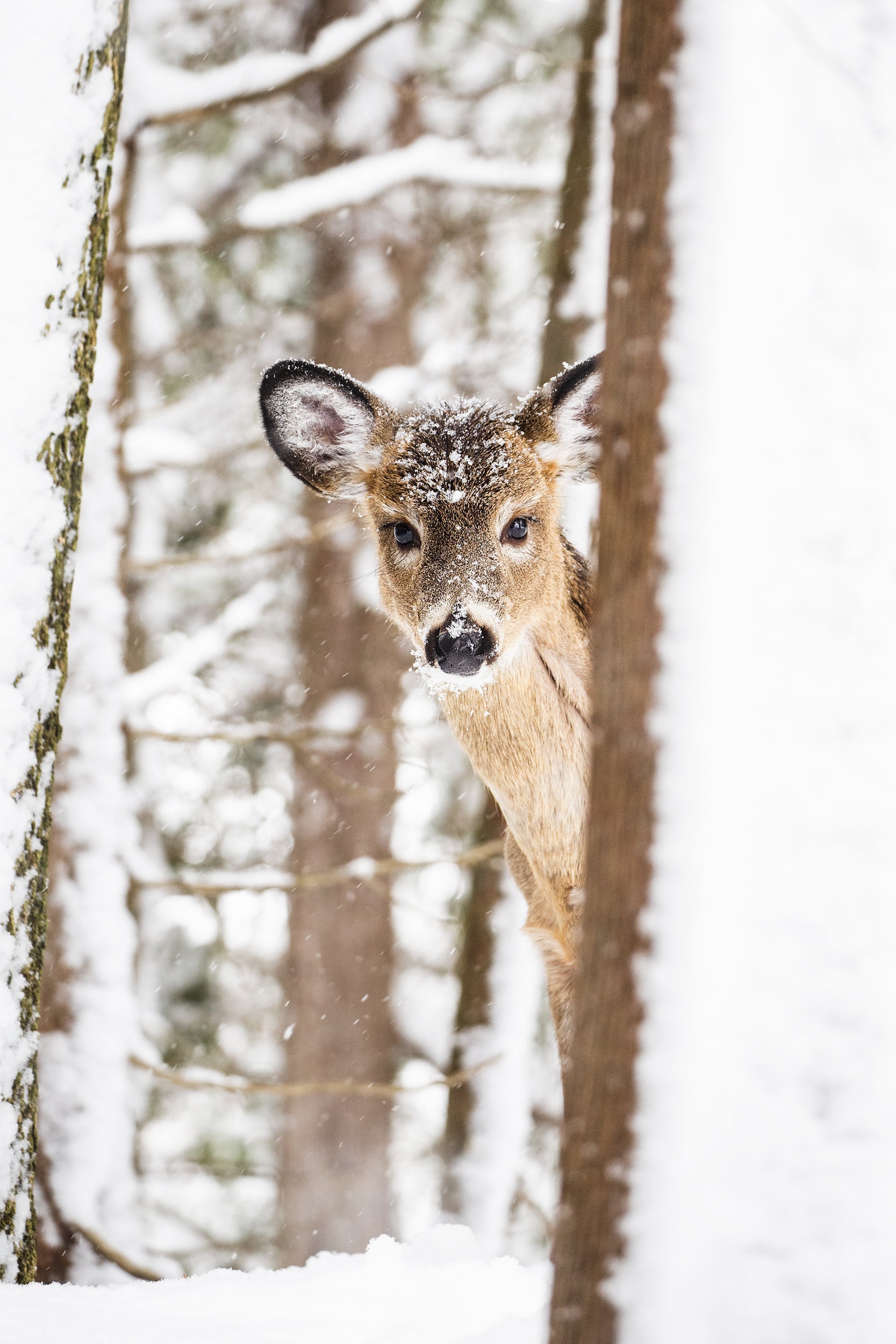 White-tailed deer 051