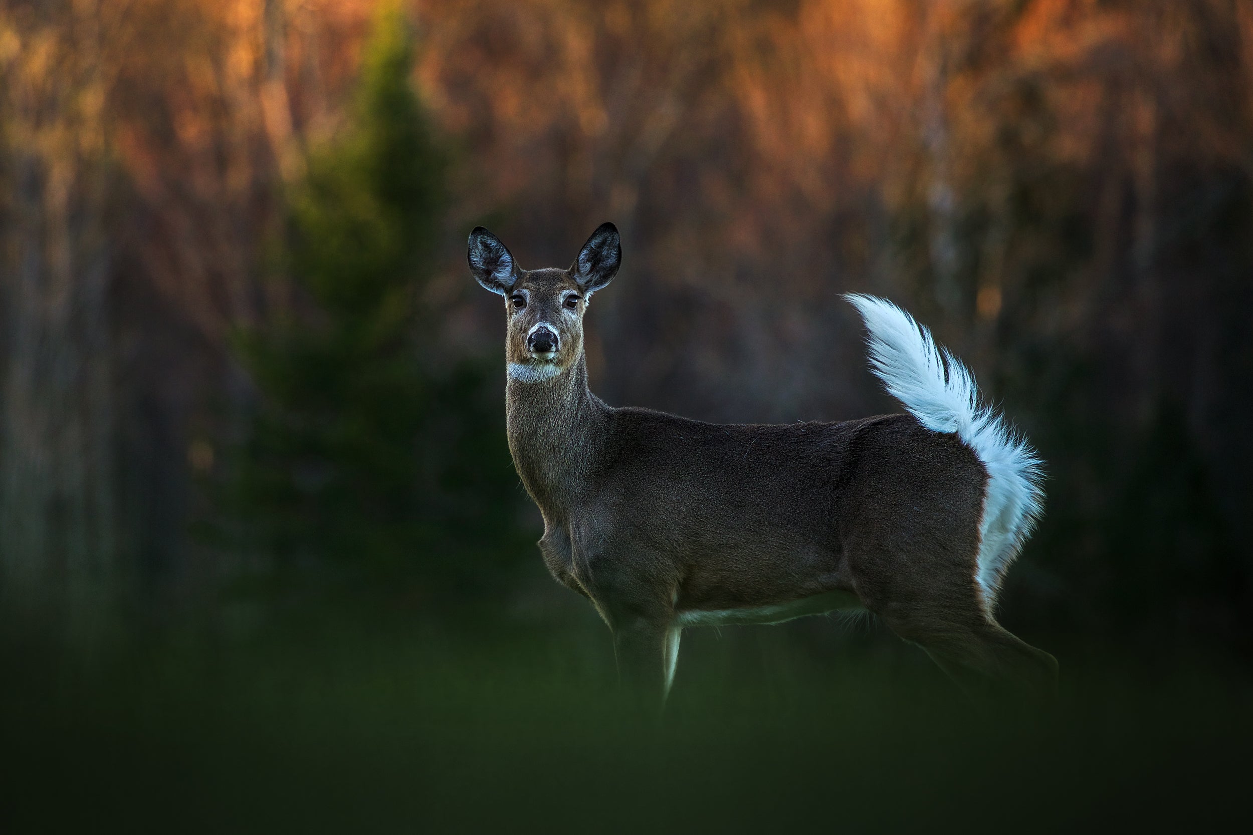 White-tailed deer 052