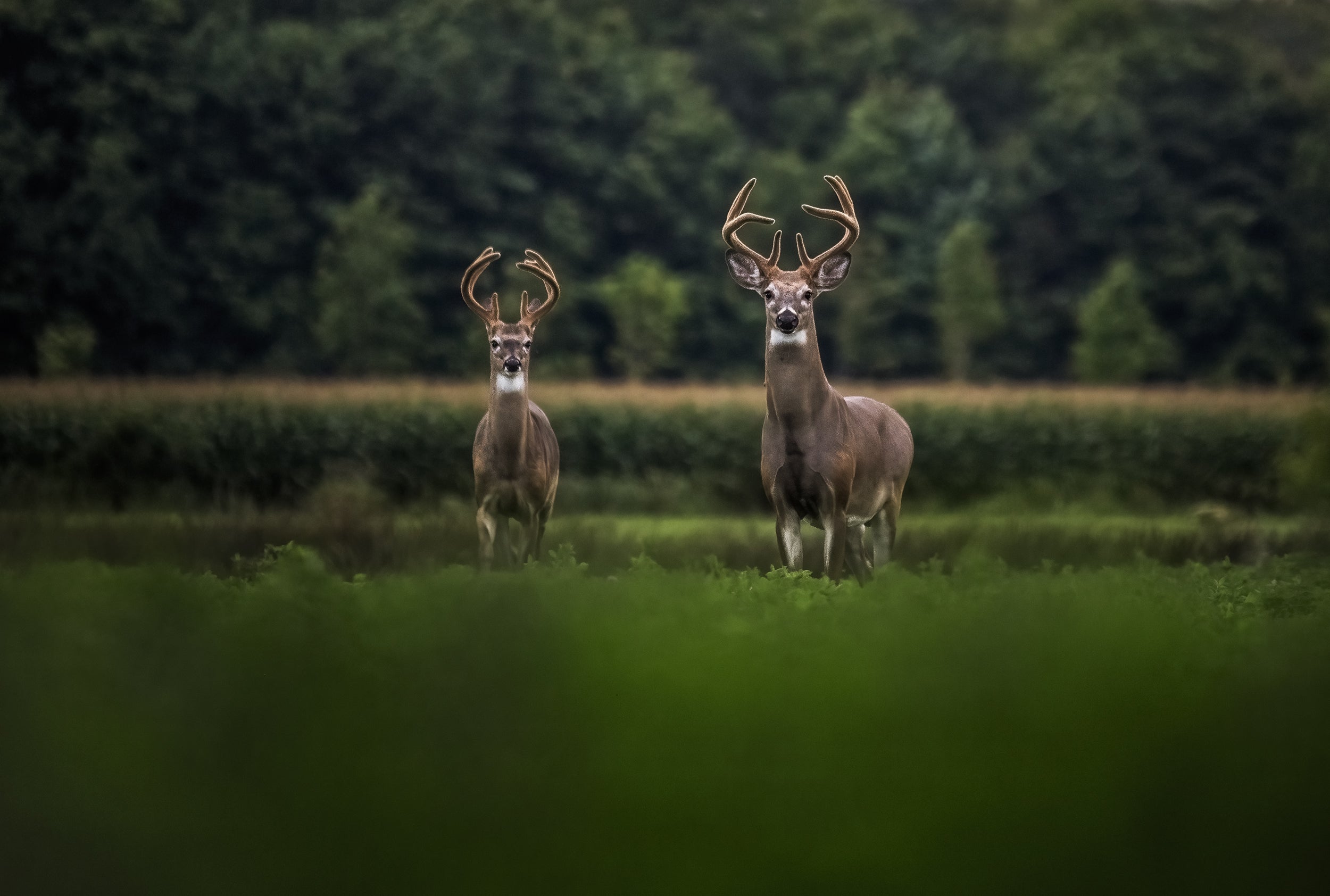 White-tailed deer 053