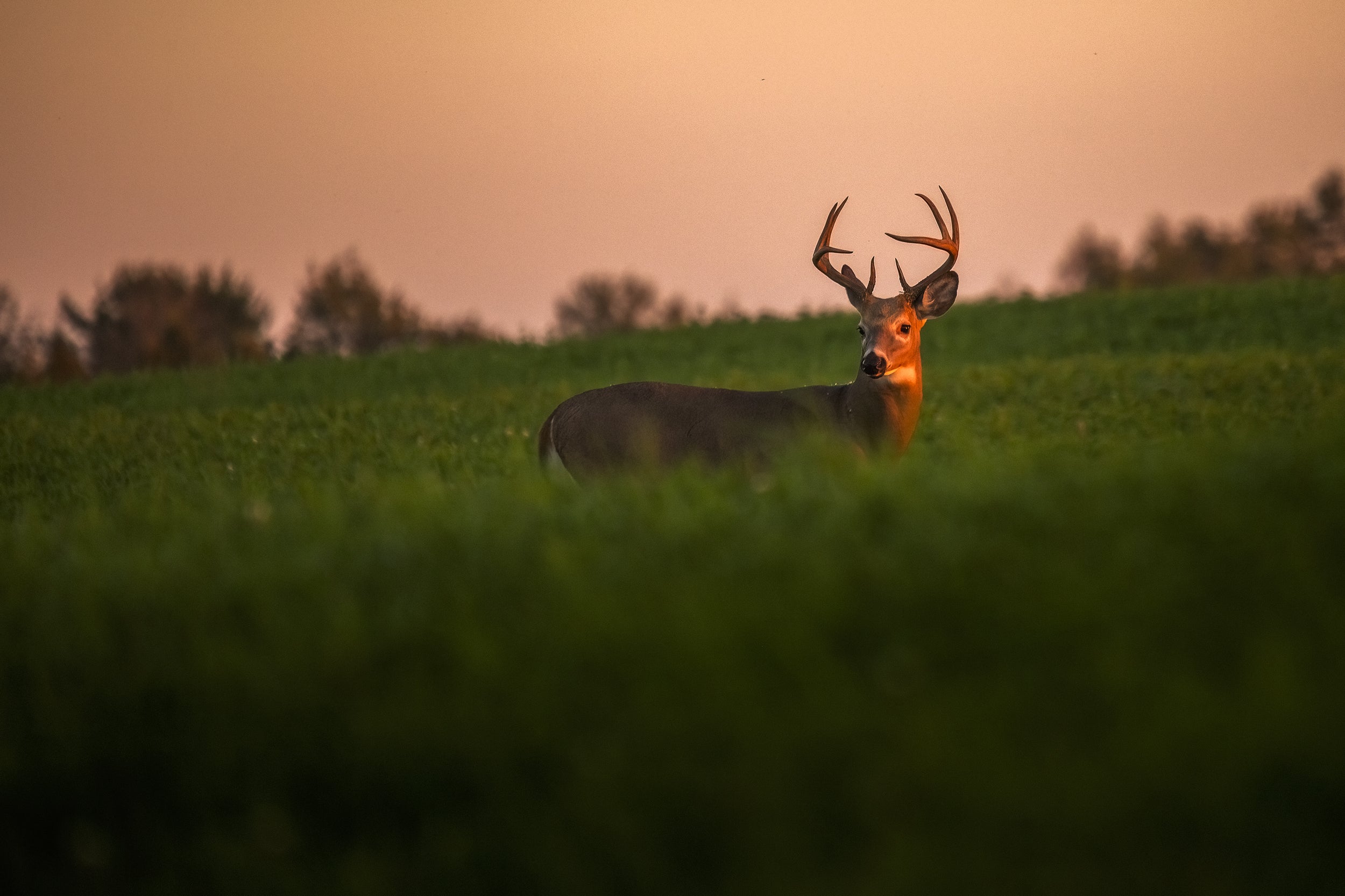 White-tailed deer 054