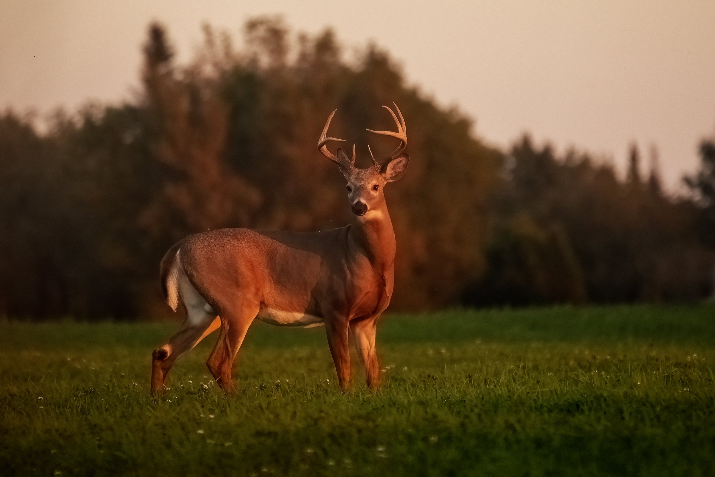 White-tailed deer 055